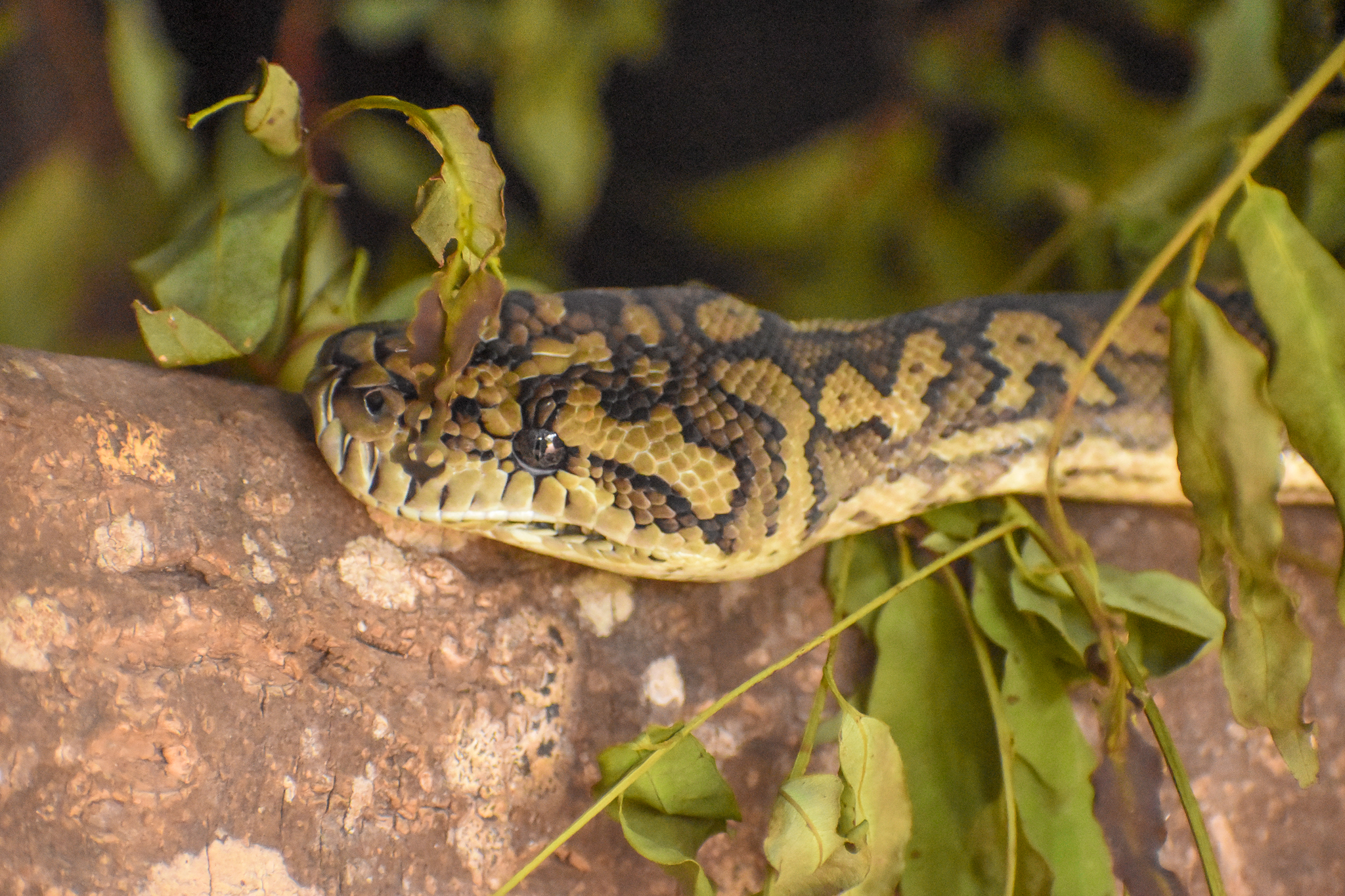 Coastal Carpet Python (Morelia spilota mcdowelli)