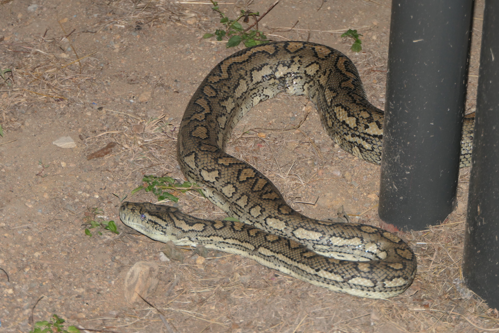 Coastal Carpet Python (Morelia spilota mcdowelli)