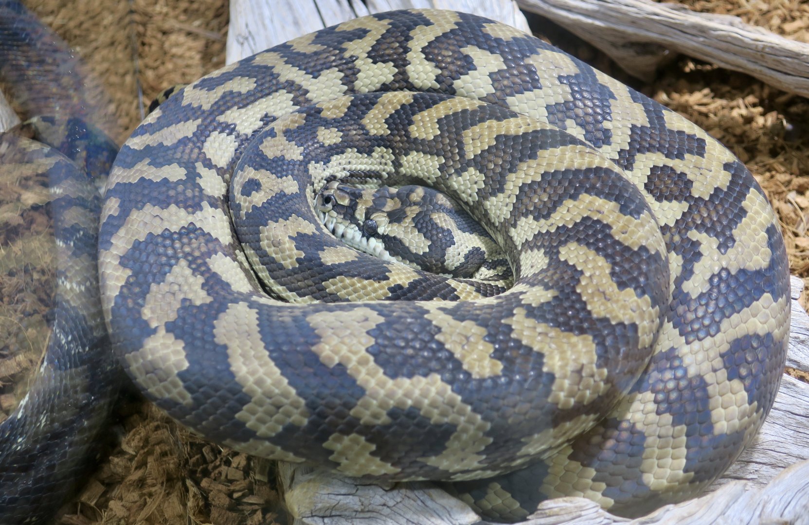 Coastal Carpet Python (Morelia spilota mcdowelli)