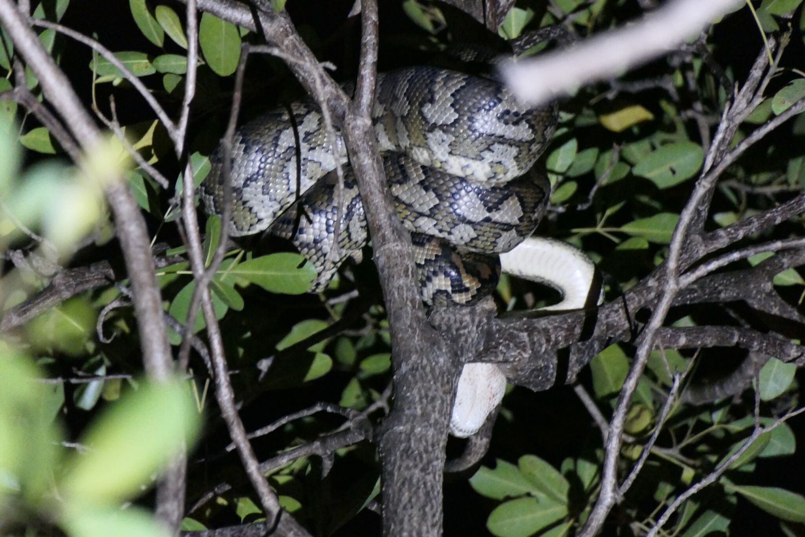 Coastal Carpet Python (Morelia spilota mcdowelli)