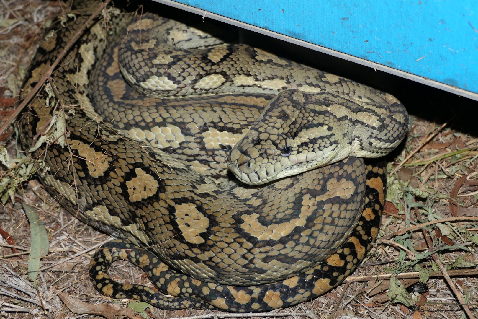 Coastal Carpet Python (Morelia spilota mcdowelli)