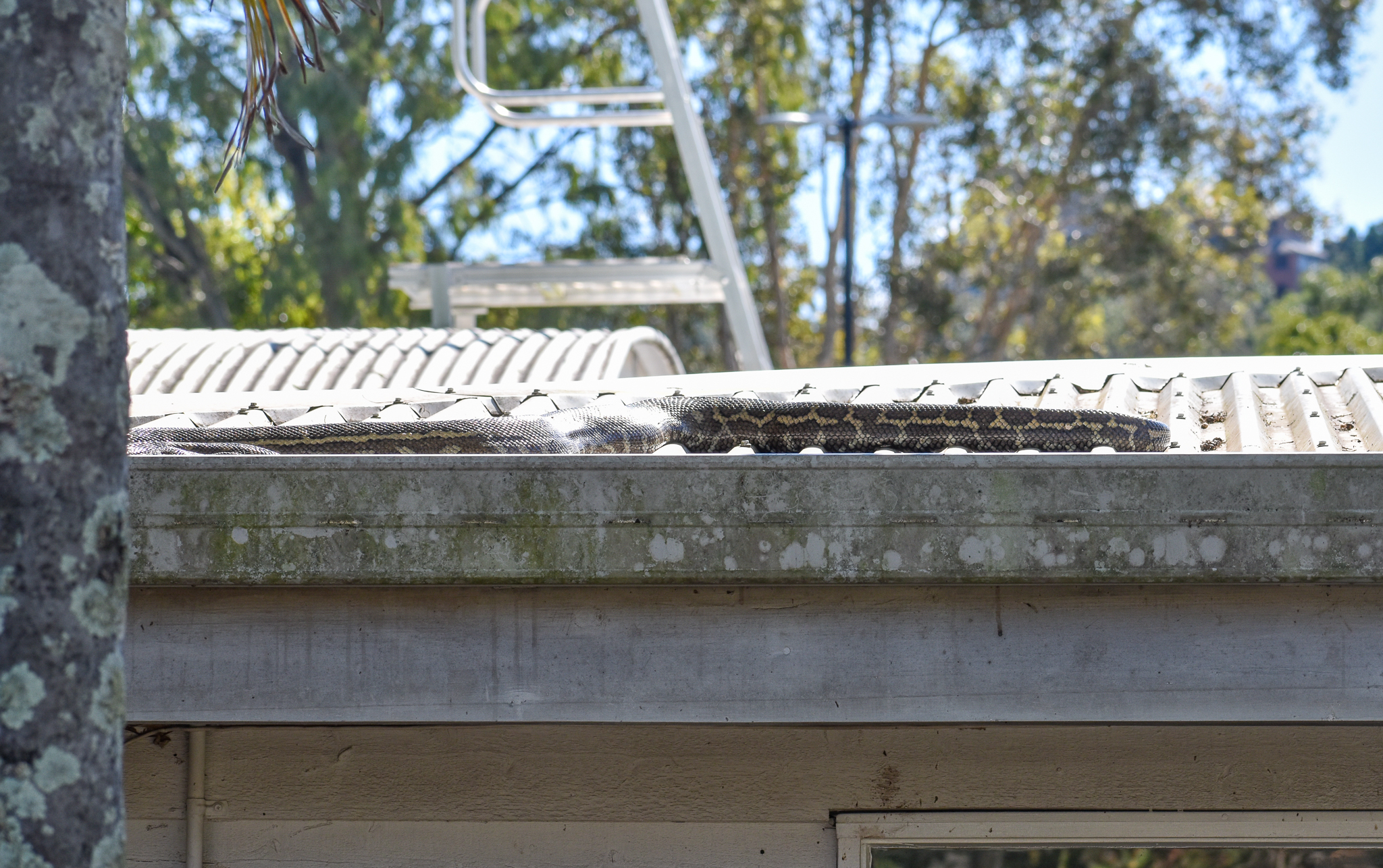 Coastal Carpet Python on restaurant roof