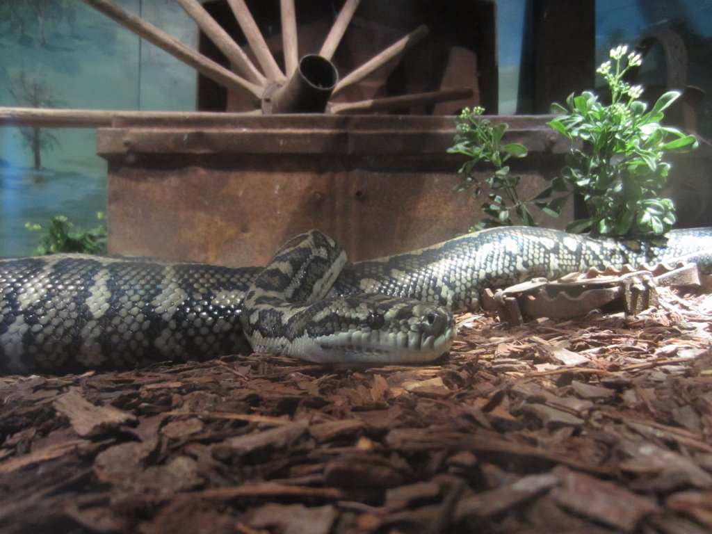 Coastal Carpet Python