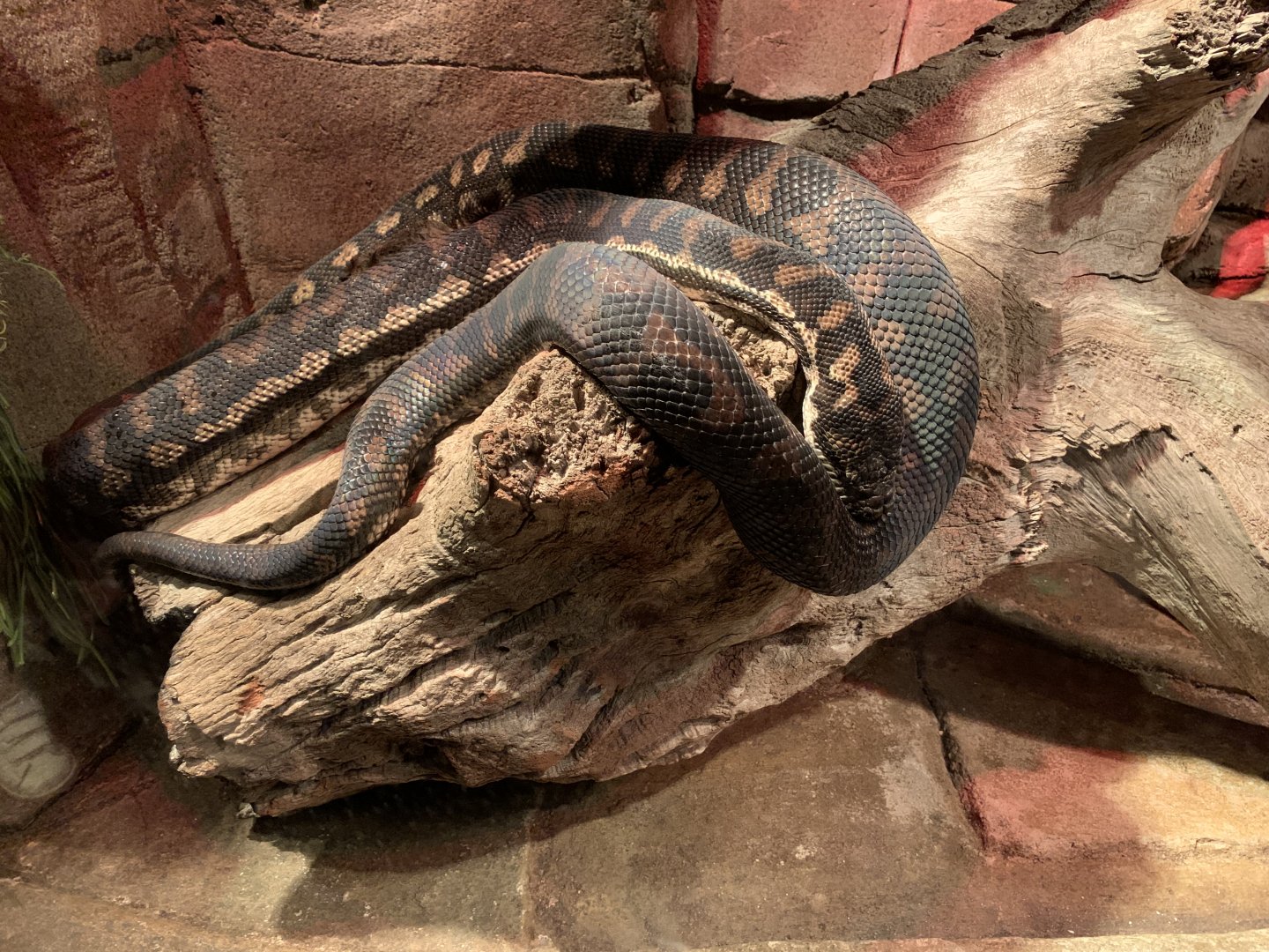 Coastal Carpet Python