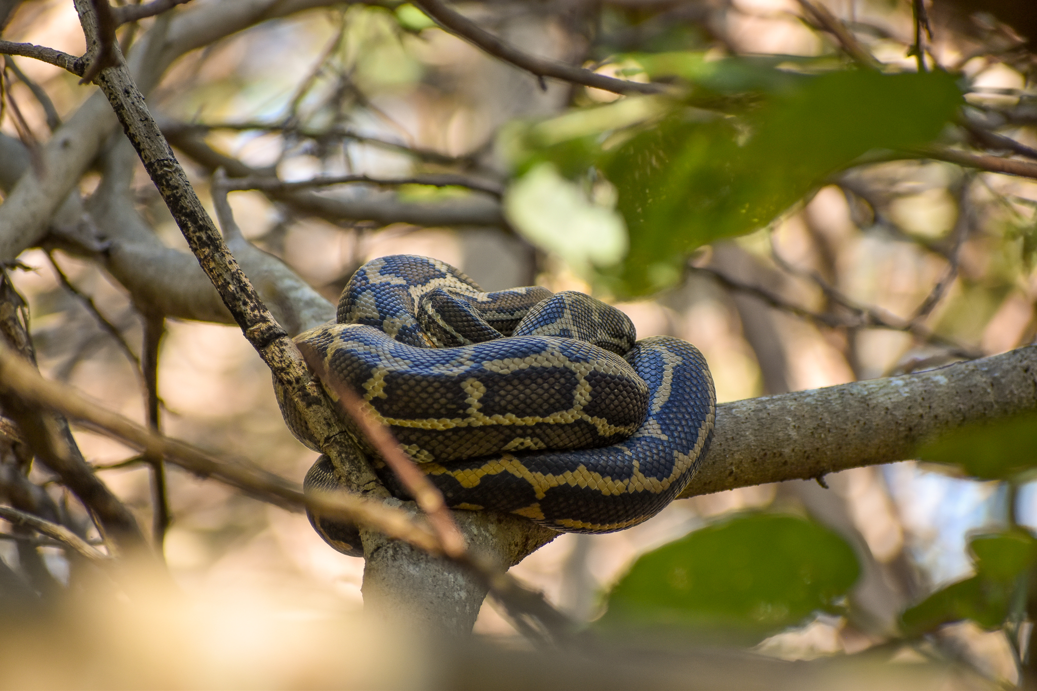 Coastal Carpet Python