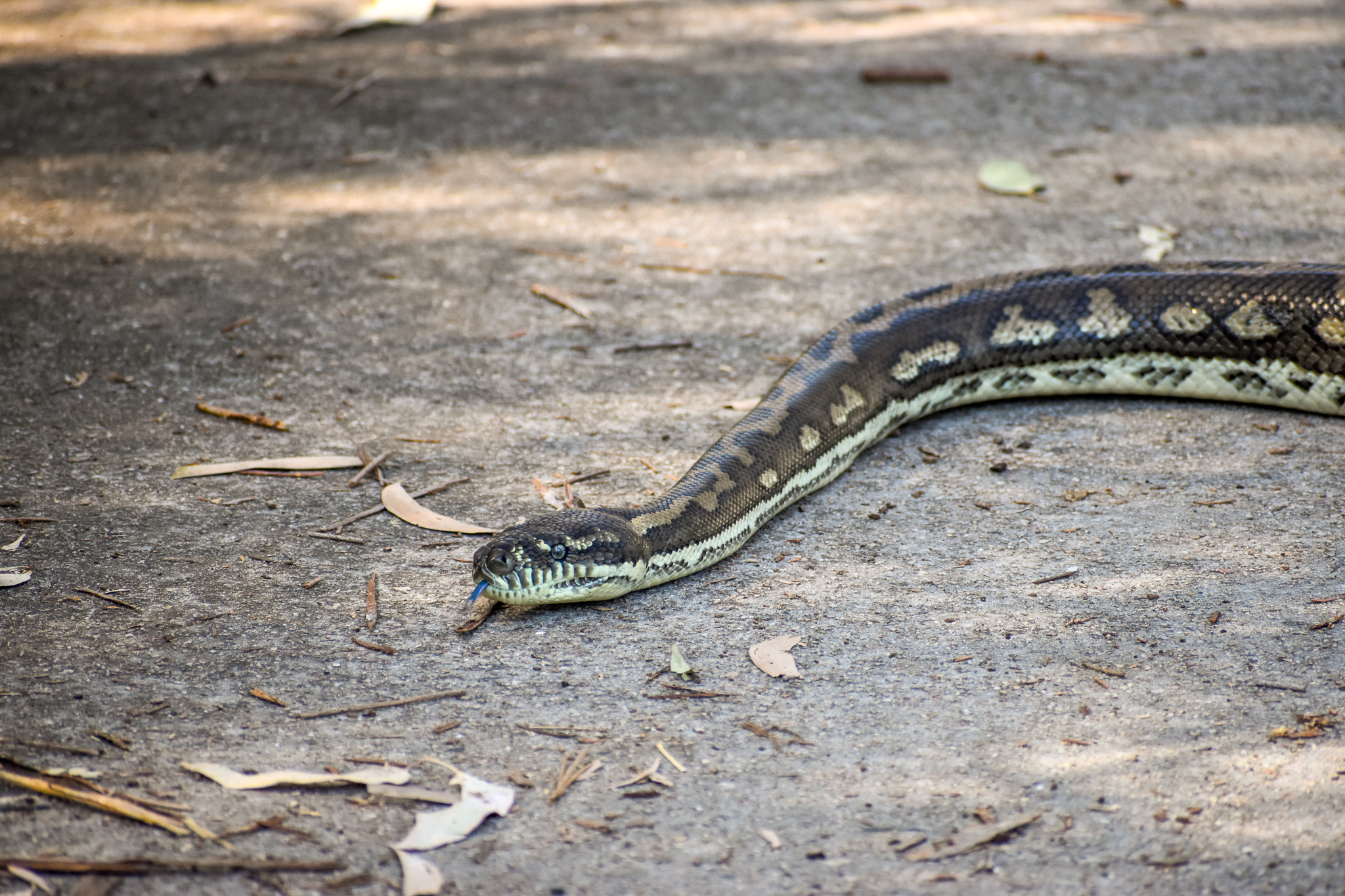 Coastal Carpet Python