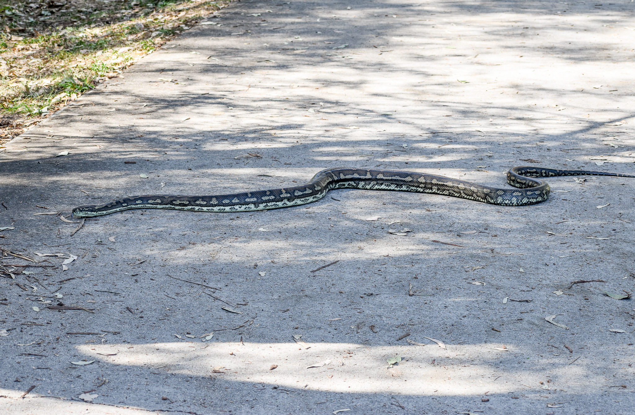 Coastal Carpet Python