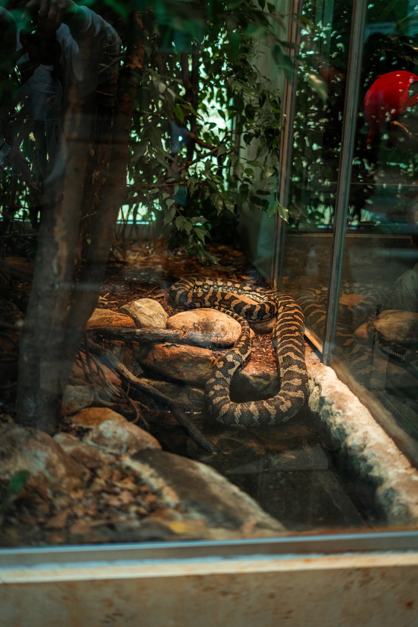 Coastal Carpet Python