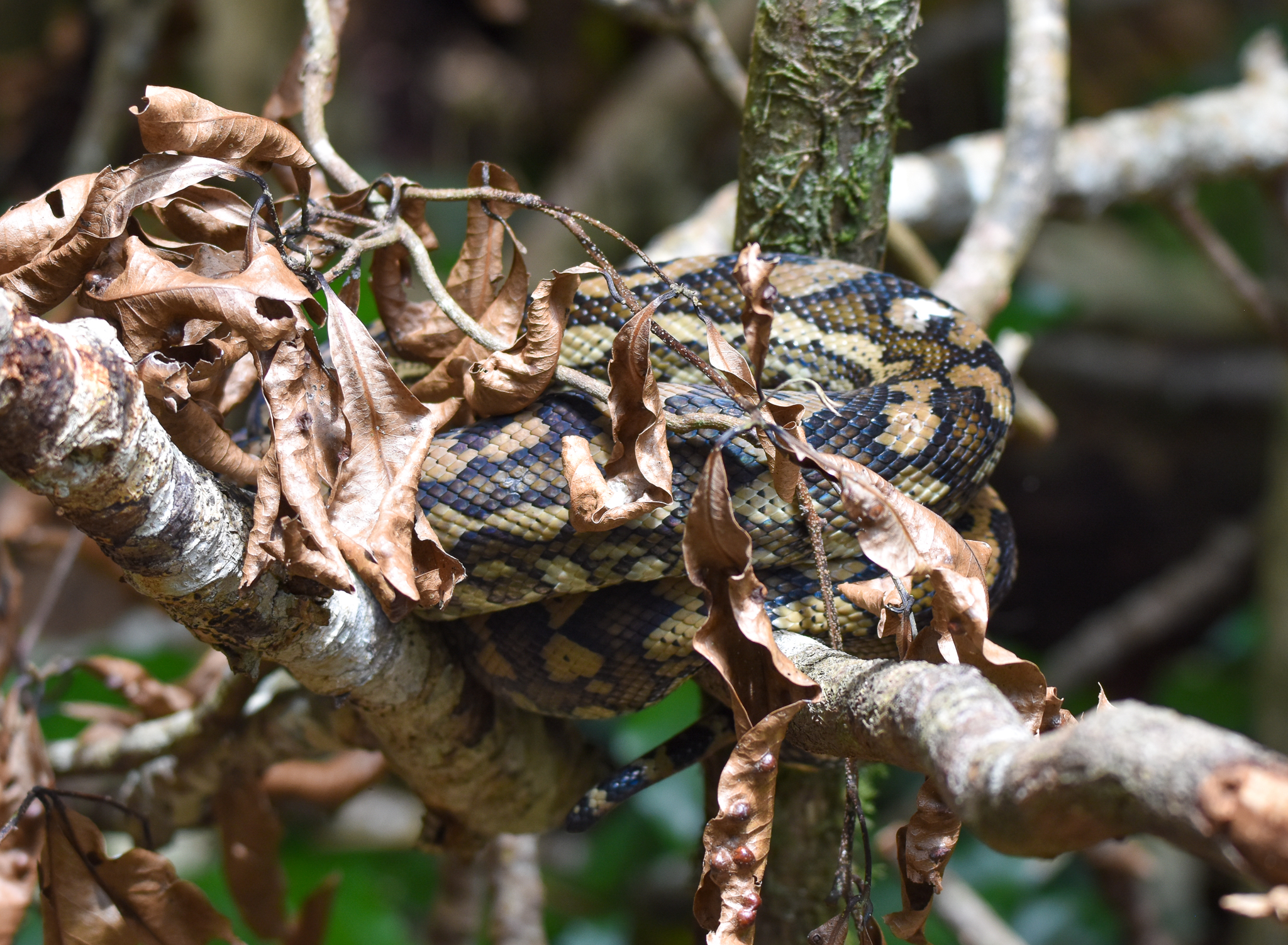 Coastal Carpet Python