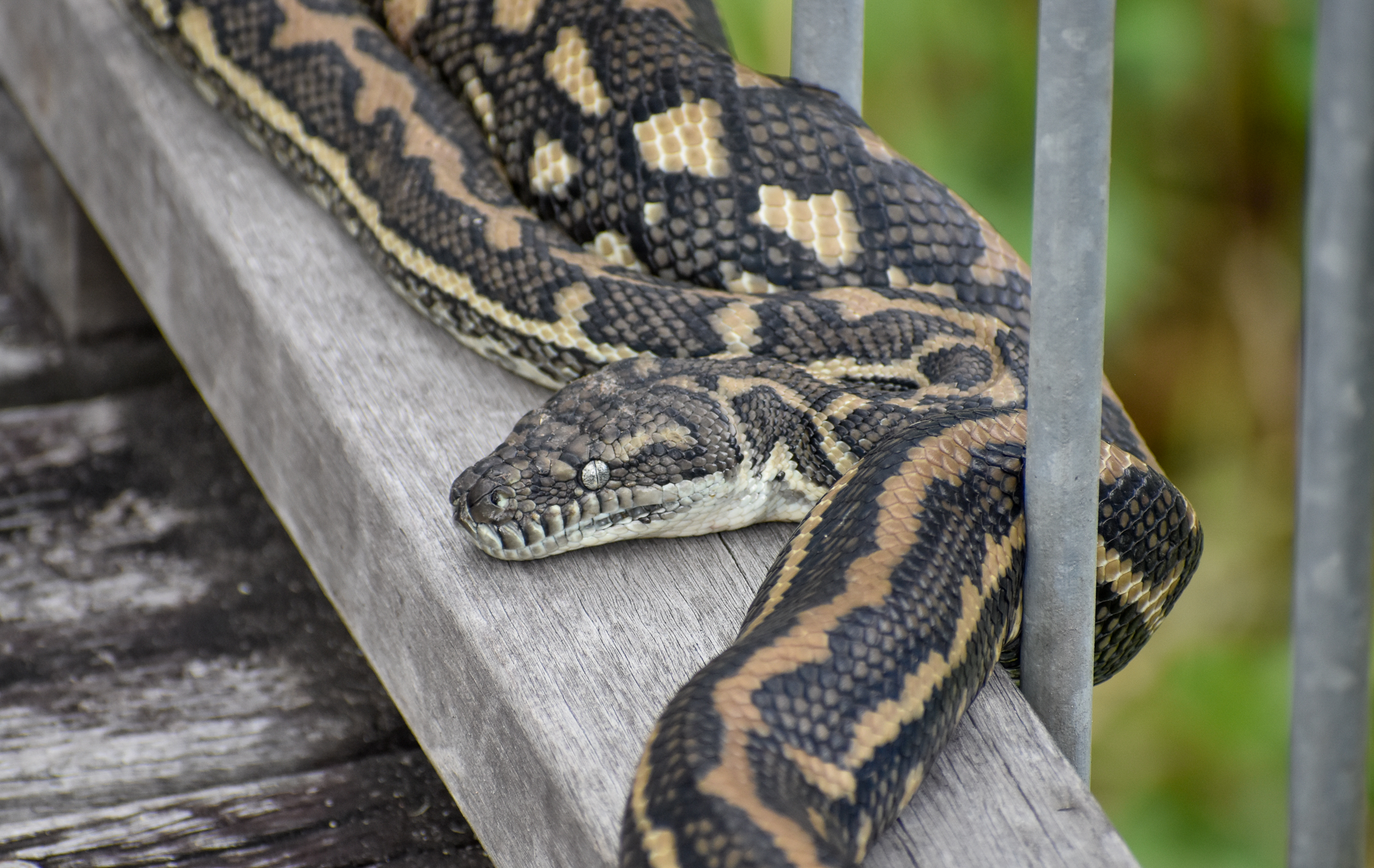 Coastal Carpet Python
