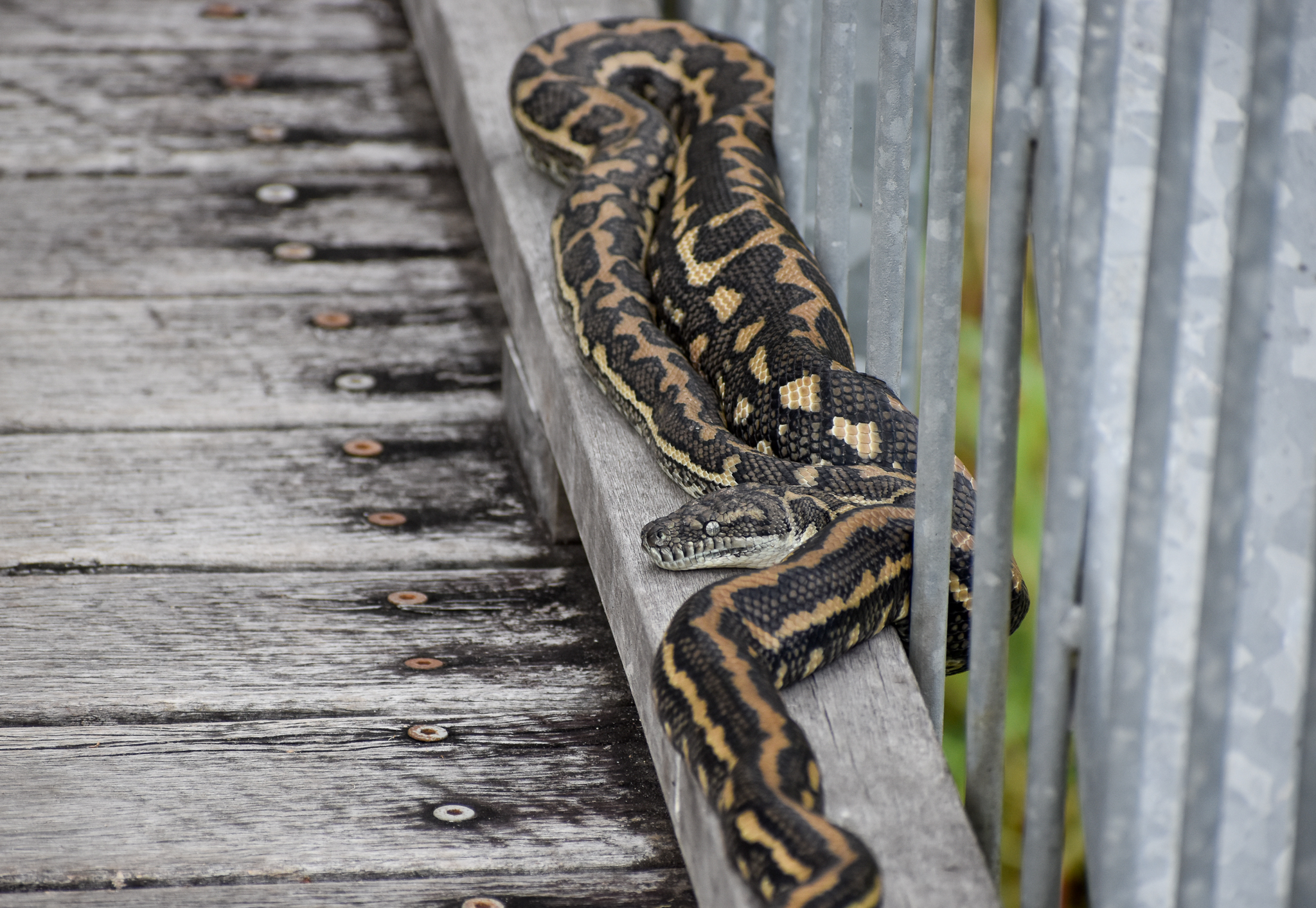 Coastal Carpet Python