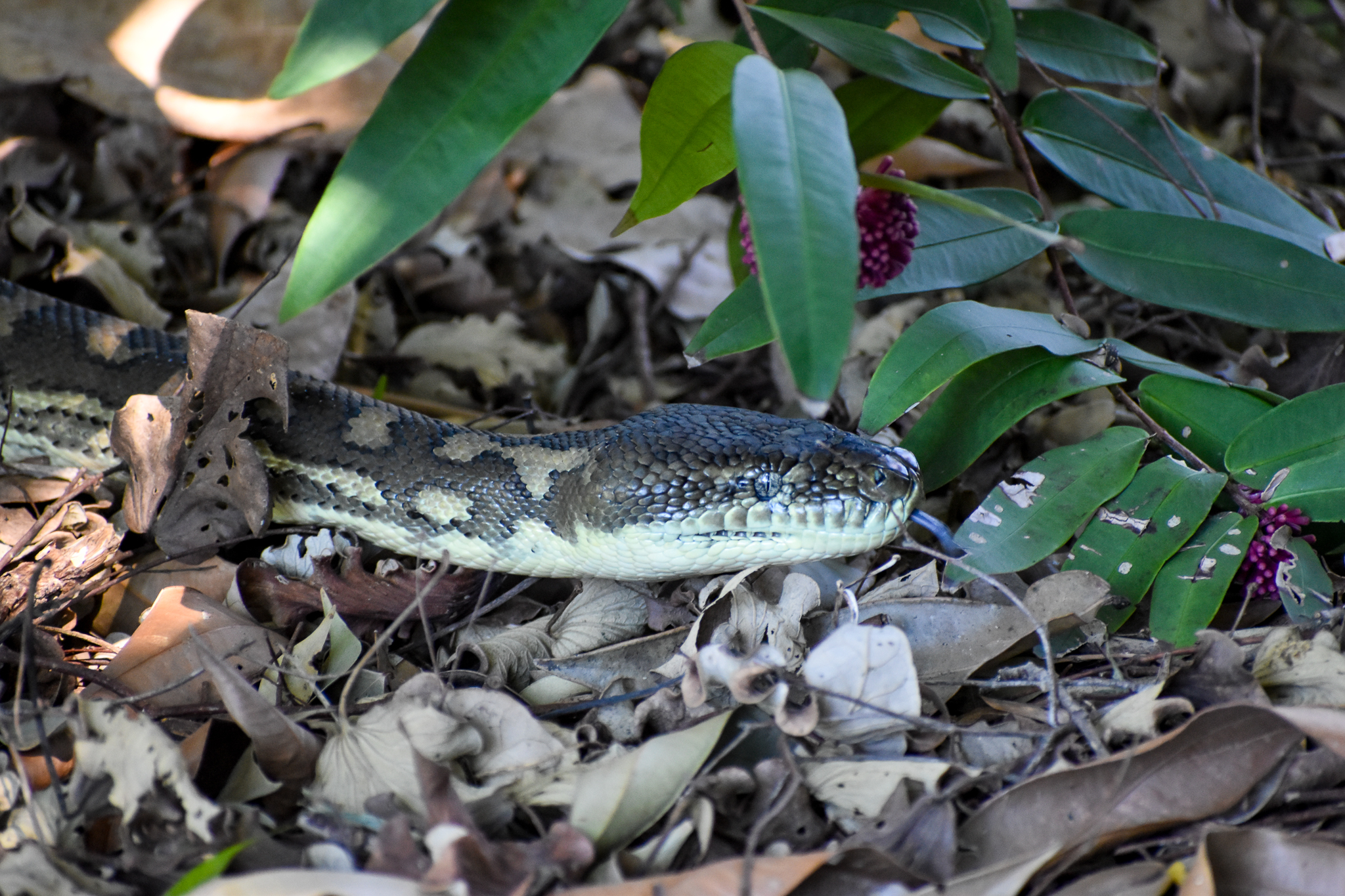 Coastal Carpet Python
