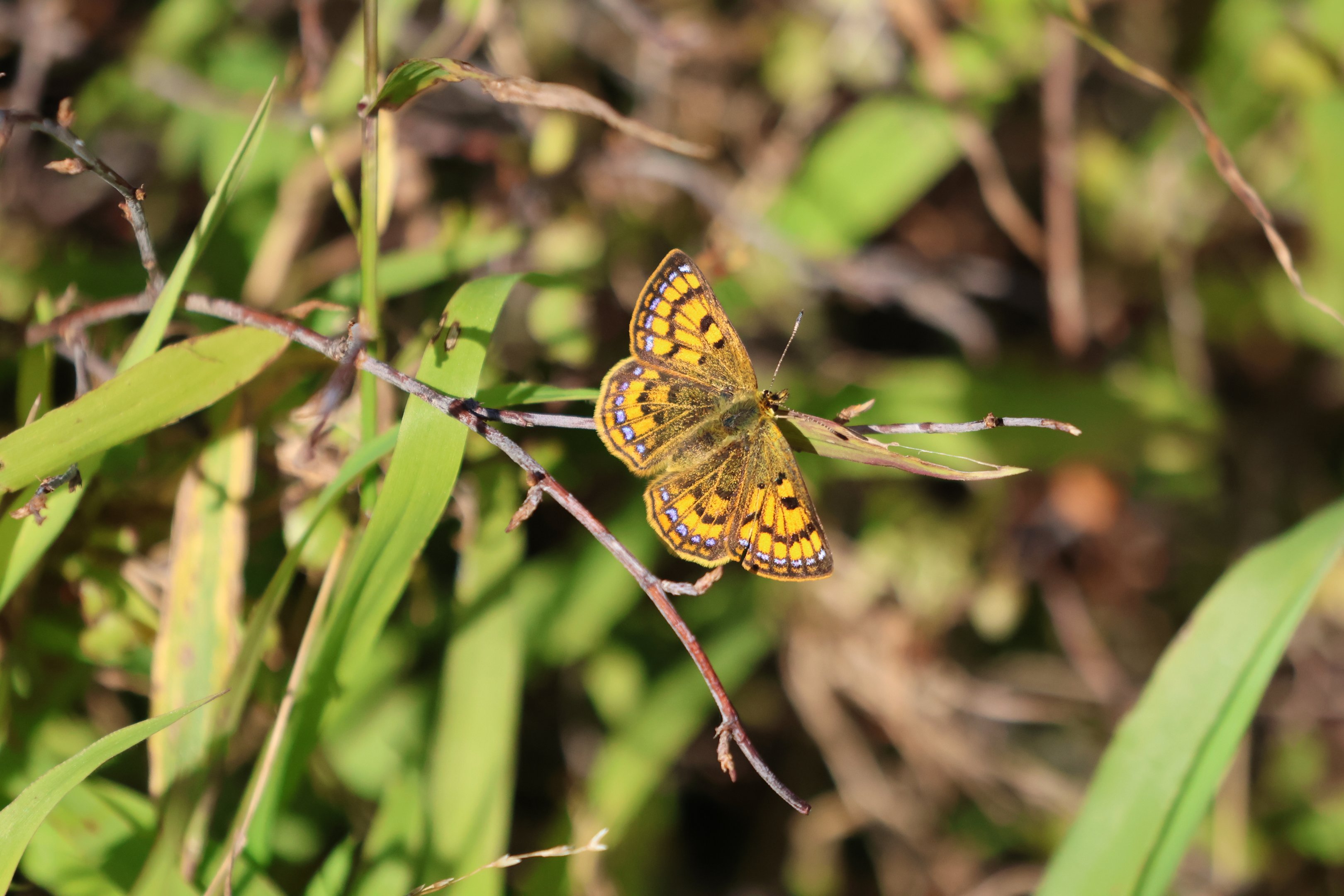 Coastal Copper (Lycaena salustius), Pencarrow Coast Road (Lower Hutt, Wellington)