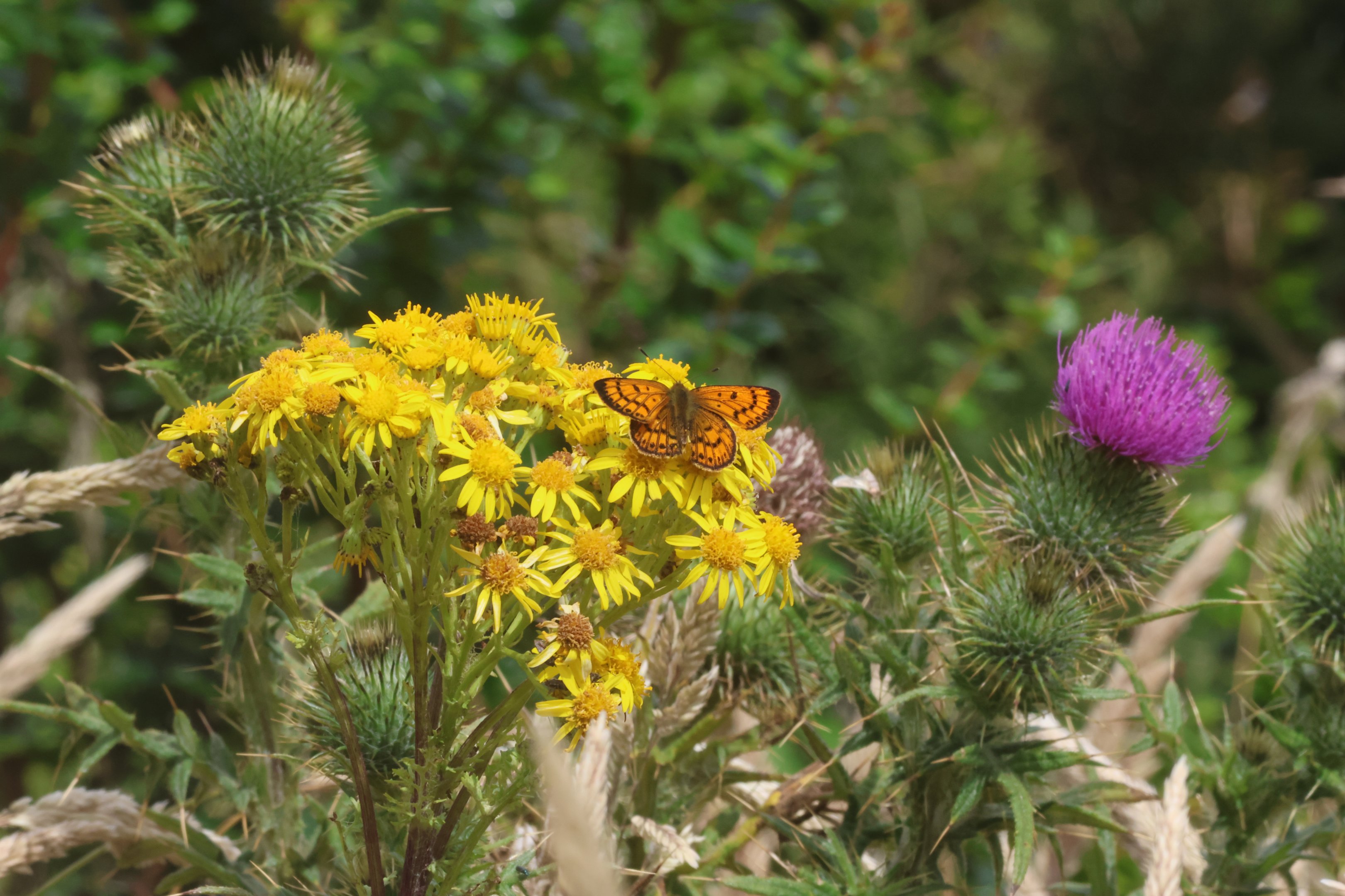 Coastal Copper (Lycaena salustius), Skyline Walkway (Wellington City)