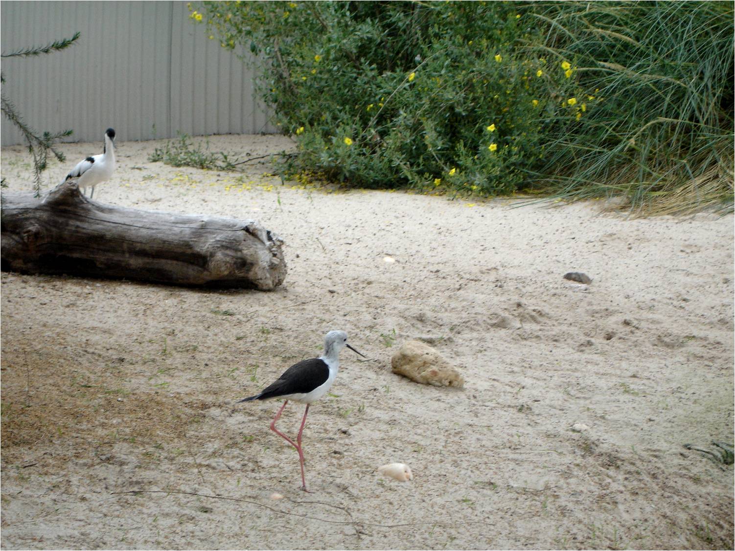Coastal Exhibit at Parque Biológico de Gaia, 20/04/11