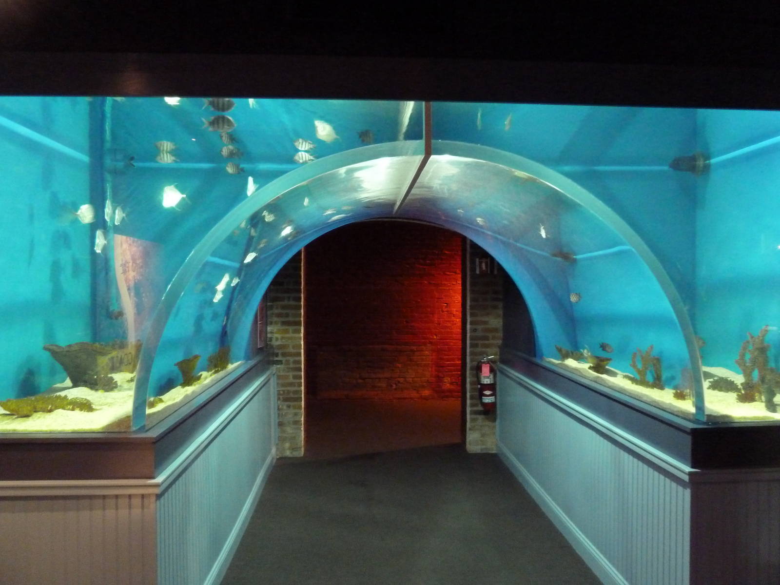 Coastal Gallery - Sergeant Major + Lookdown Fish Exhibit