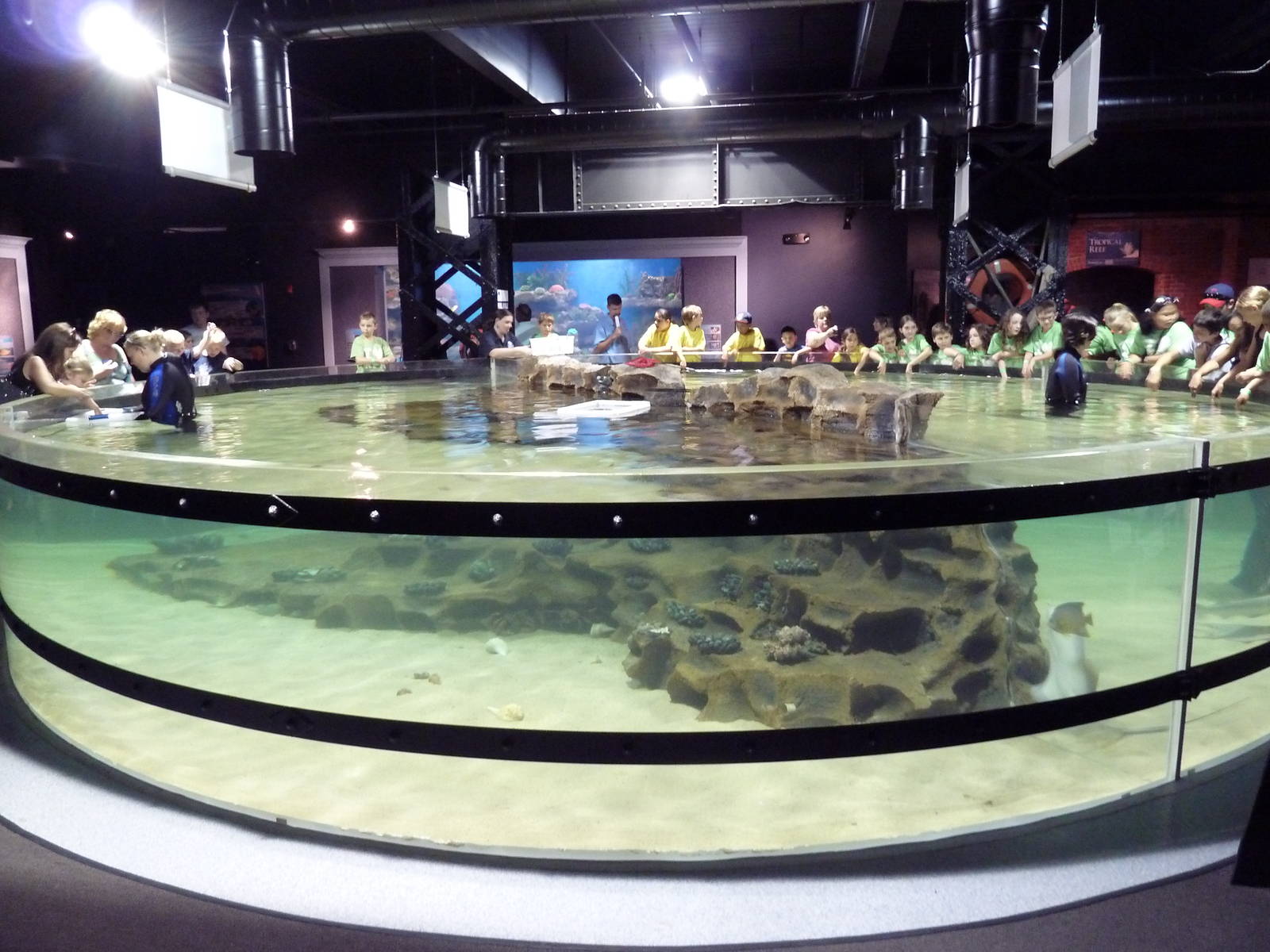 Coastal Gallery - Touch Tank