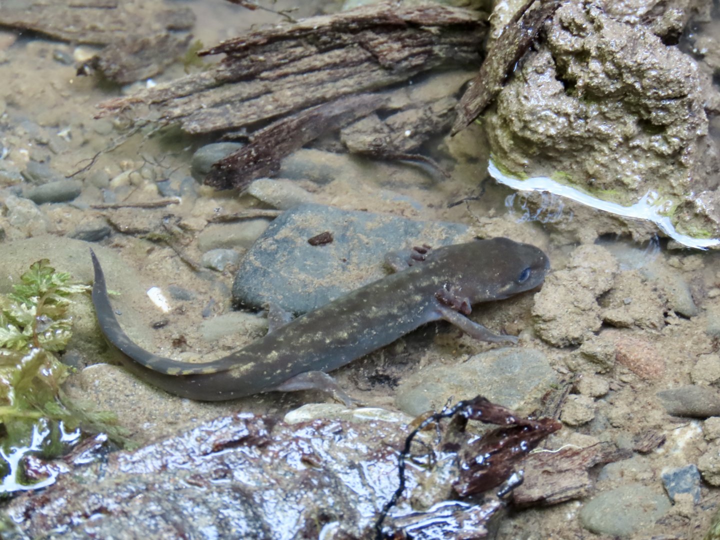 Coastal Giant Salamander (Dicamptodon tenebrosus)