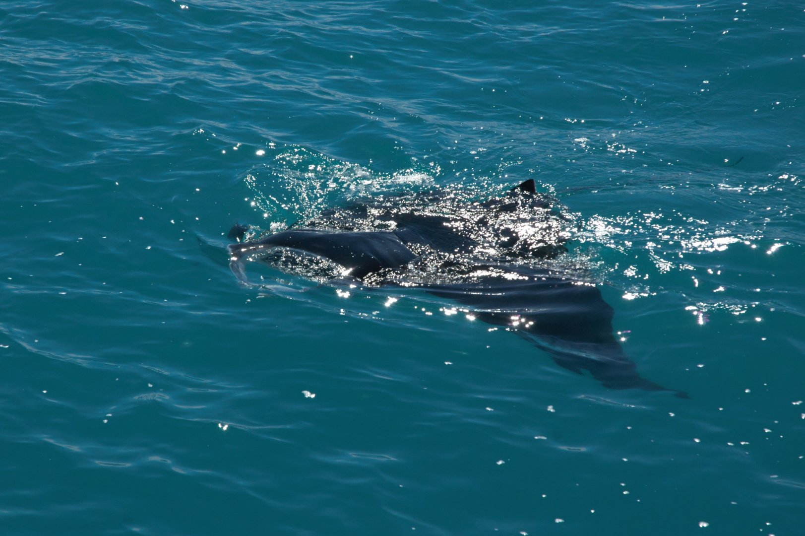 Coastal Manta Ray (Manta alfredi)