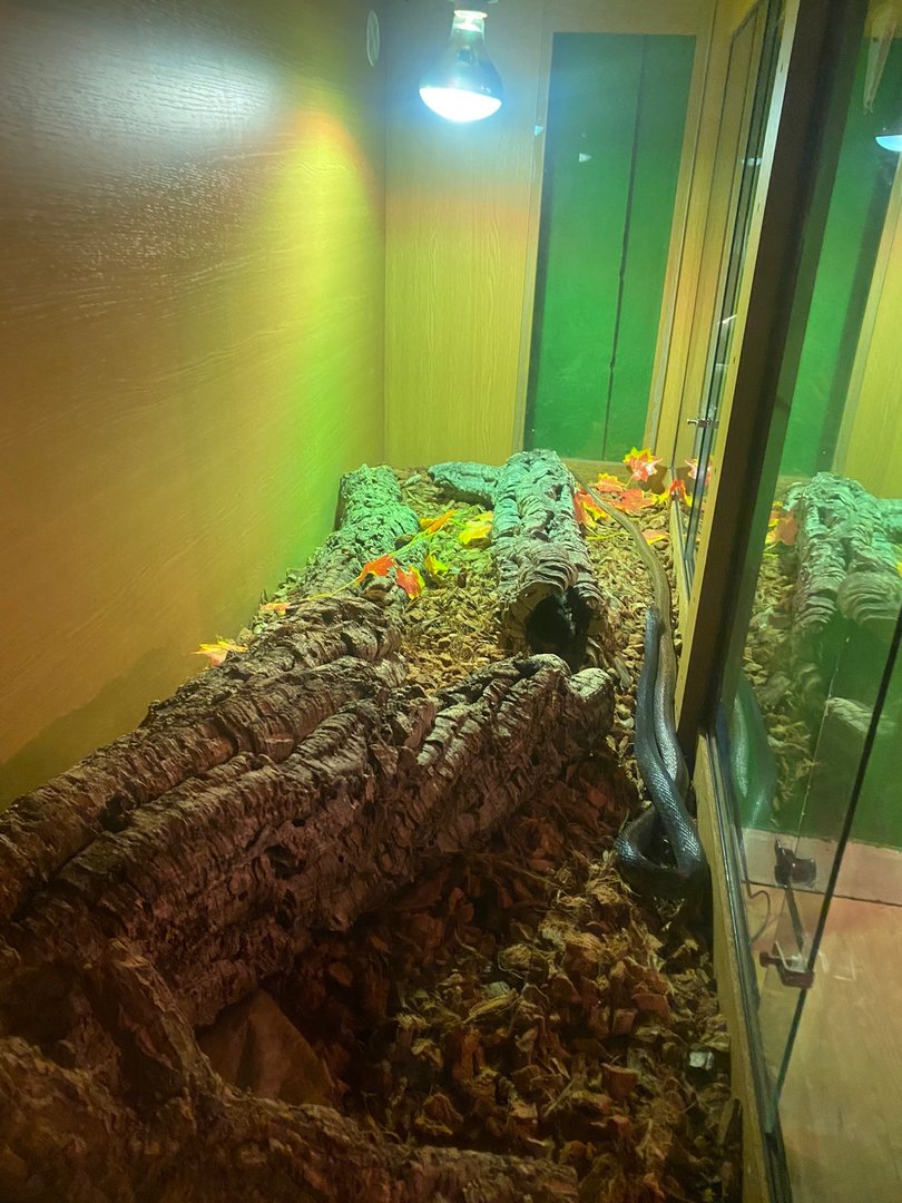 Coastal or Papuan taipan (Crocs R Us, Bristol) 040923