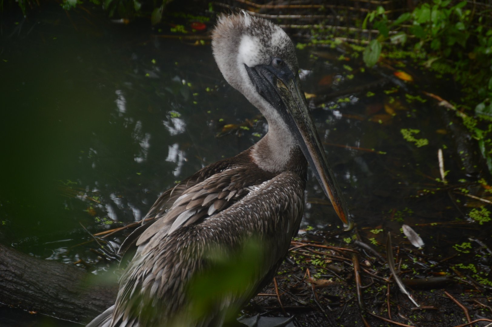 Coastal Plain Aviary - Brown Pelican (Pelecanus occidentalis)