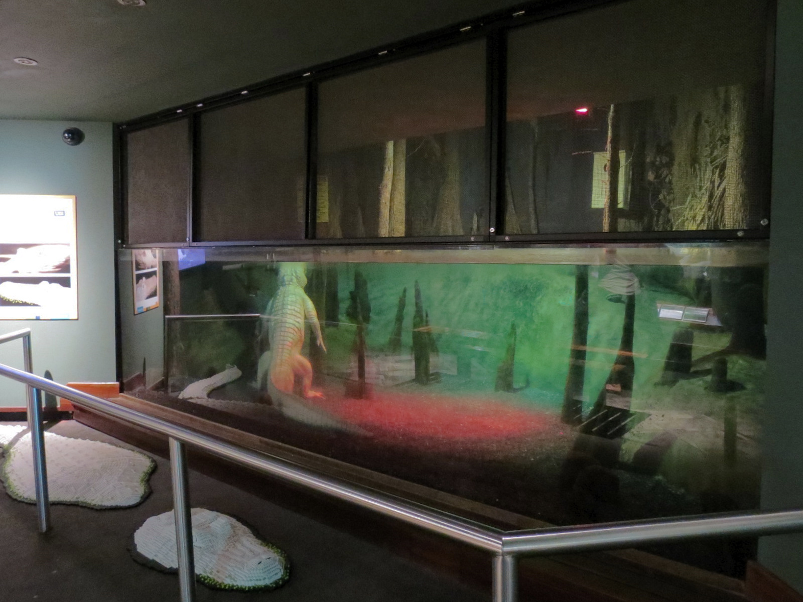 Coastal Plain - Blackwater Swamp Exhibit - American Alligator