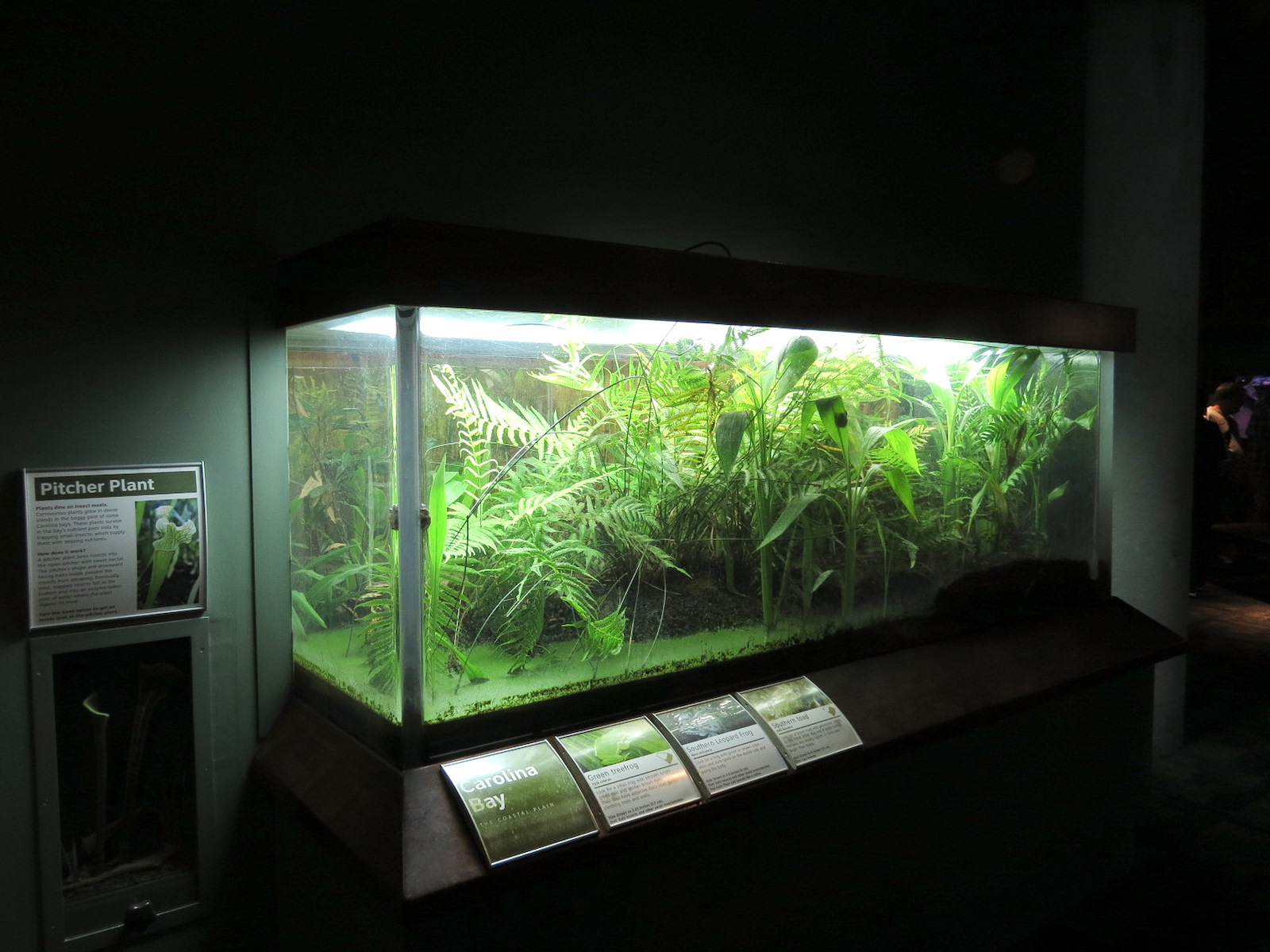 Coastal Plain - Carolina Bay Exhibit