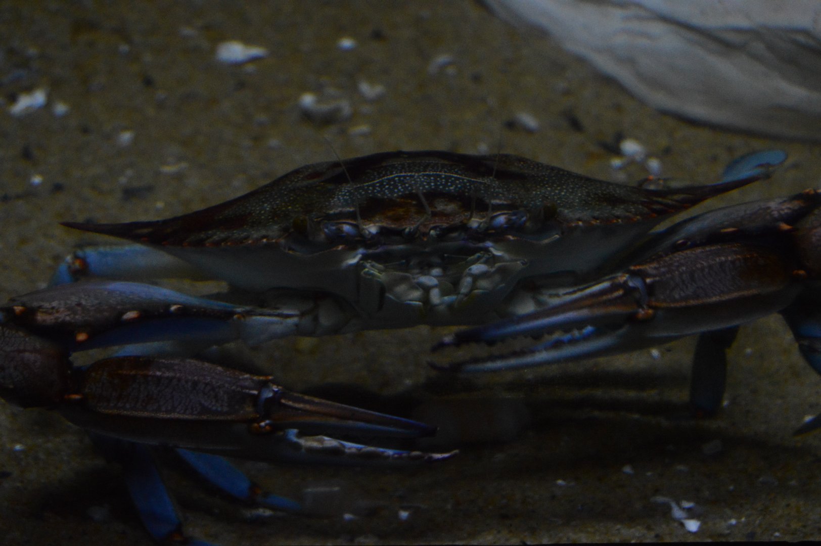 Coastal Plain Gallery - Atlantic Blue Crab (Callinectes sapidus)