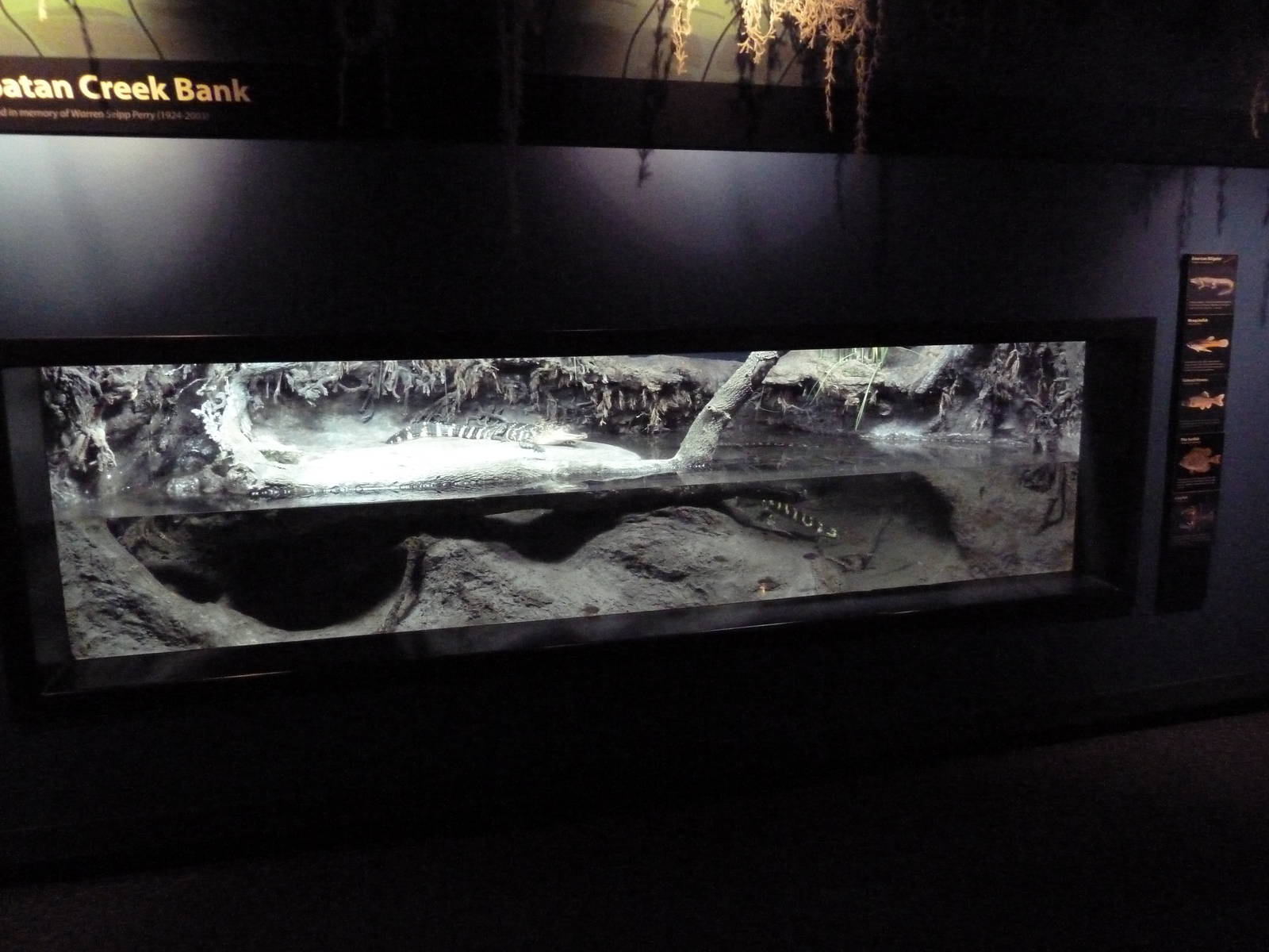 Coastal Plain Gallery - Juvenile American Alligator Exhibit