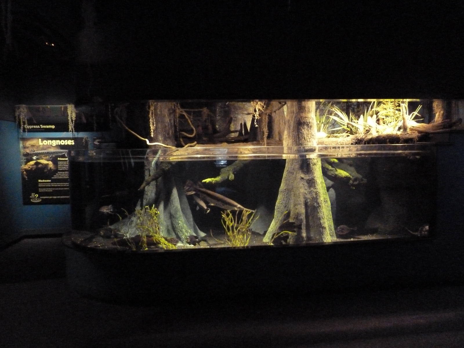 Coastal Plain Gallery - Mixed-Species Tank