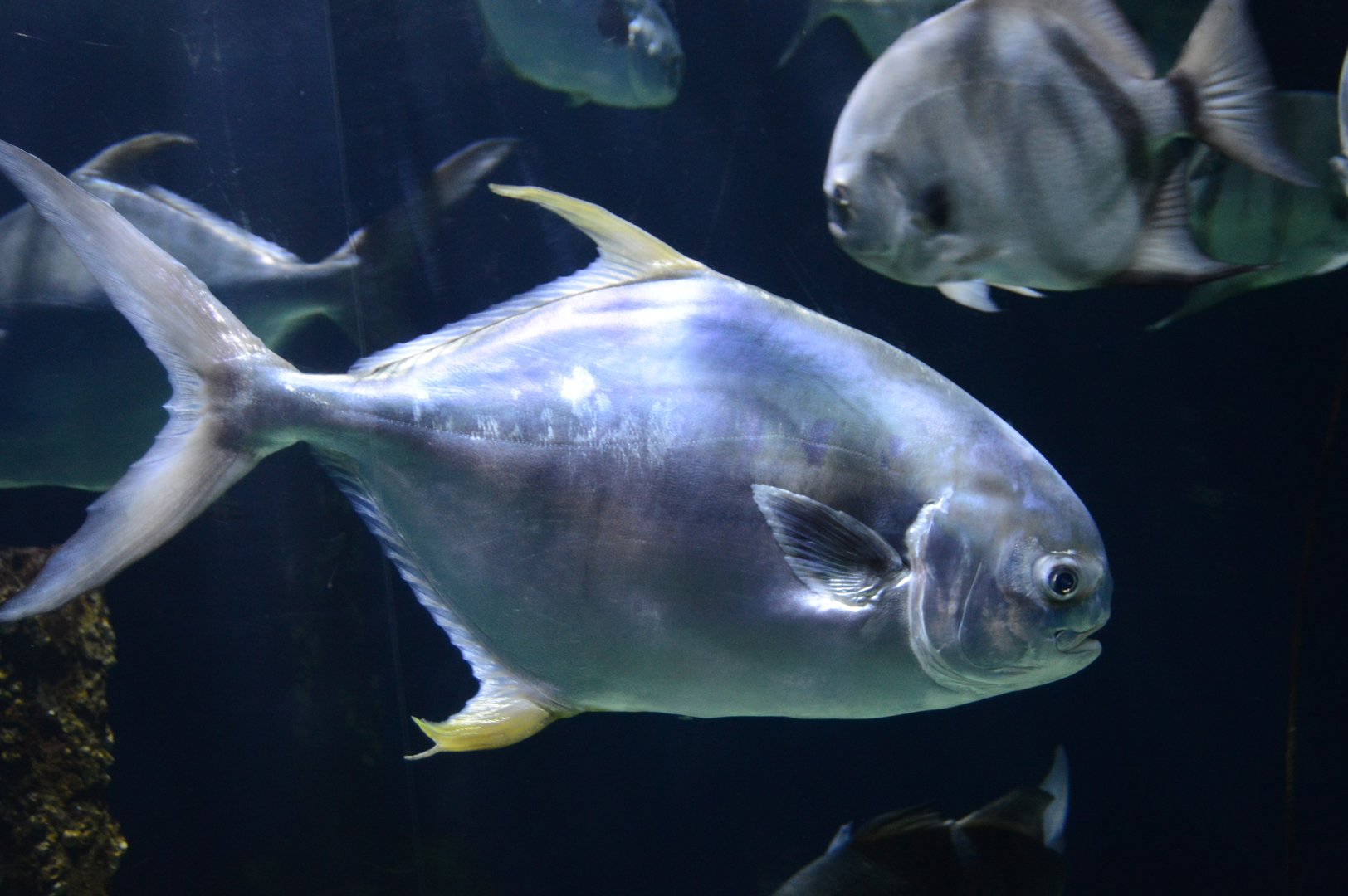 Coastal Plain Gallery - Permit (Trachinotus falcatus)