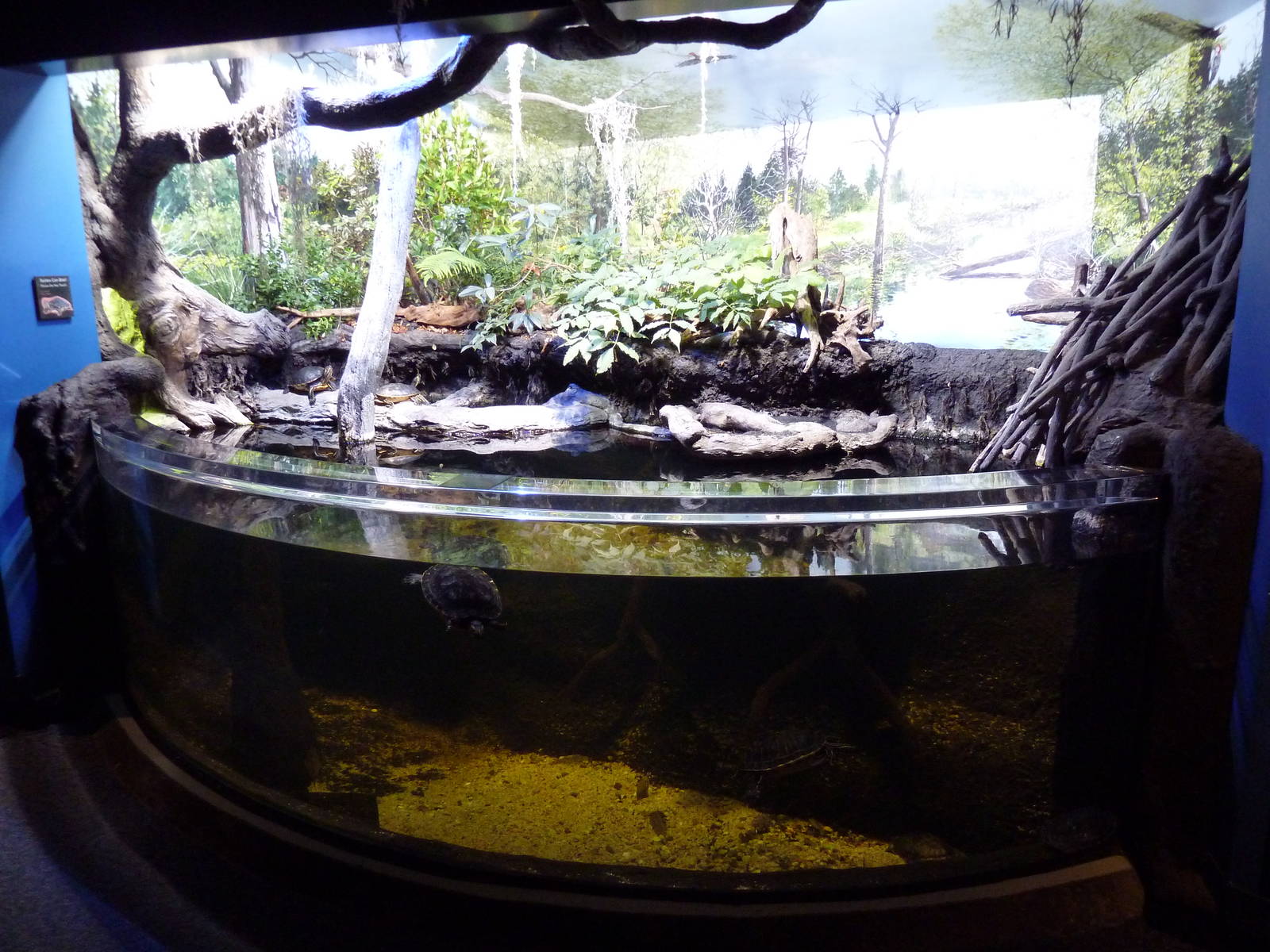 Coastal Plain Gallery - Turtle Pool