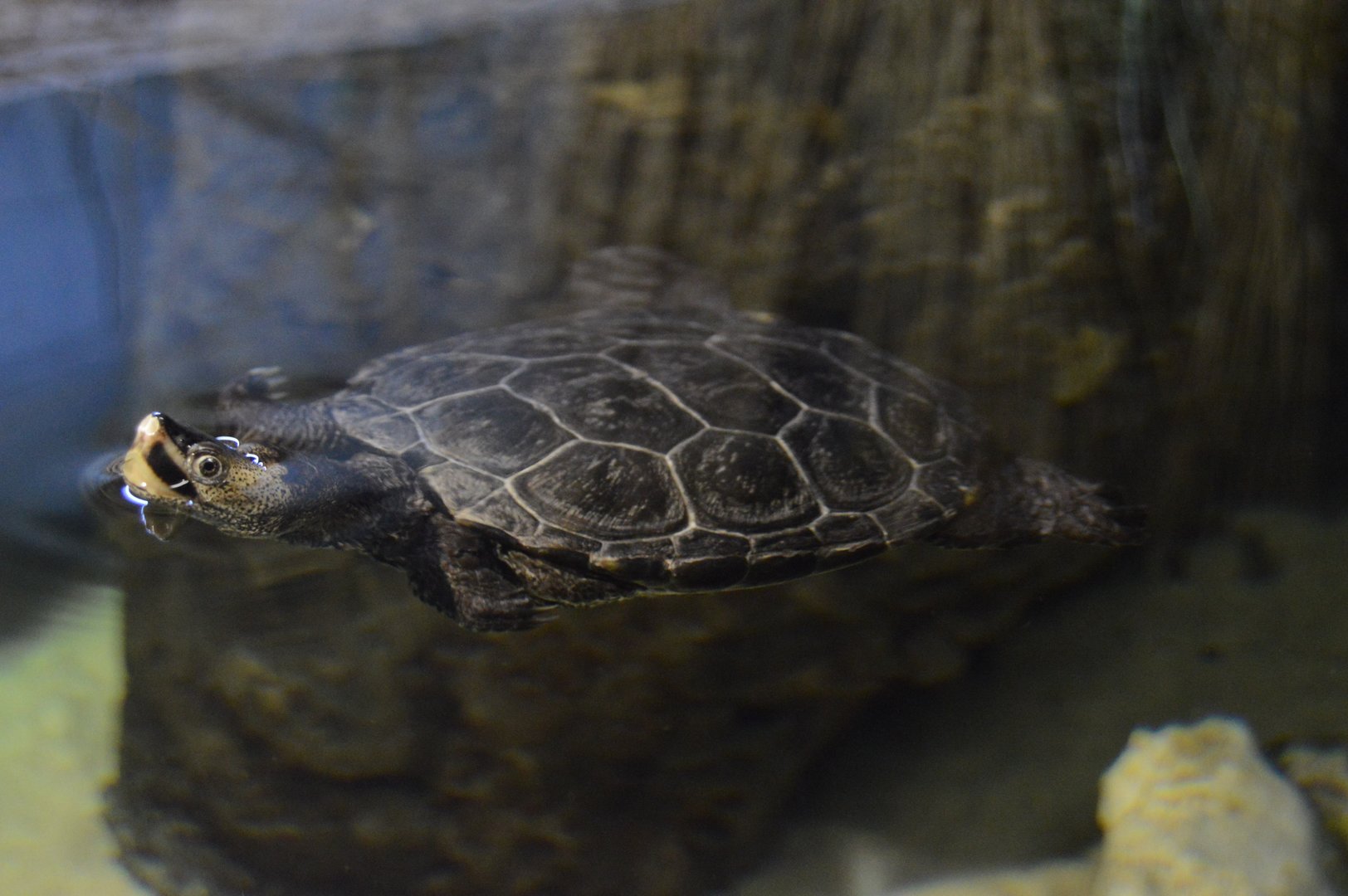Coastal Plain - Northern Diamondback Terrapin (Malaclemys terrapin terrapin)