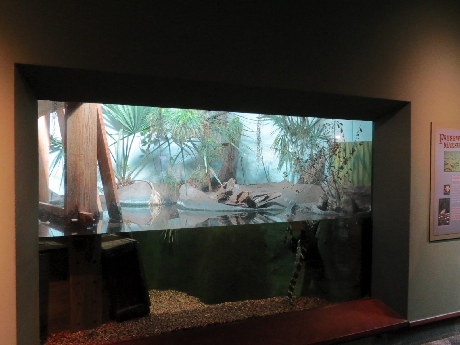 Coastal Plain - Rice Fields Exhibit - American Alligator