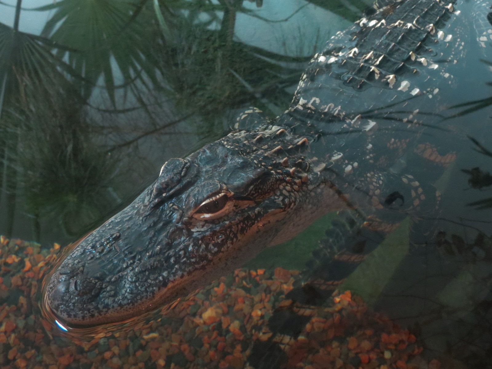 Coastal Plain - Rice Fields Exhibit - American Alligator