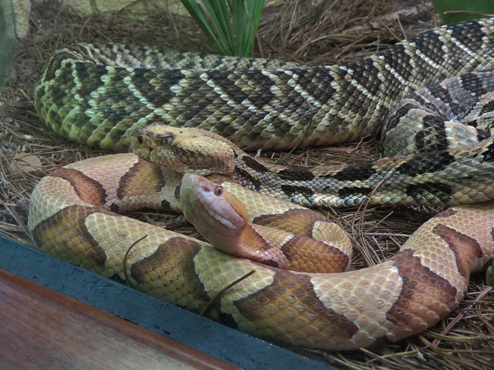 Coastal Plain - Snake Exhibit 1 - Copperhead and Eastern Diamondback