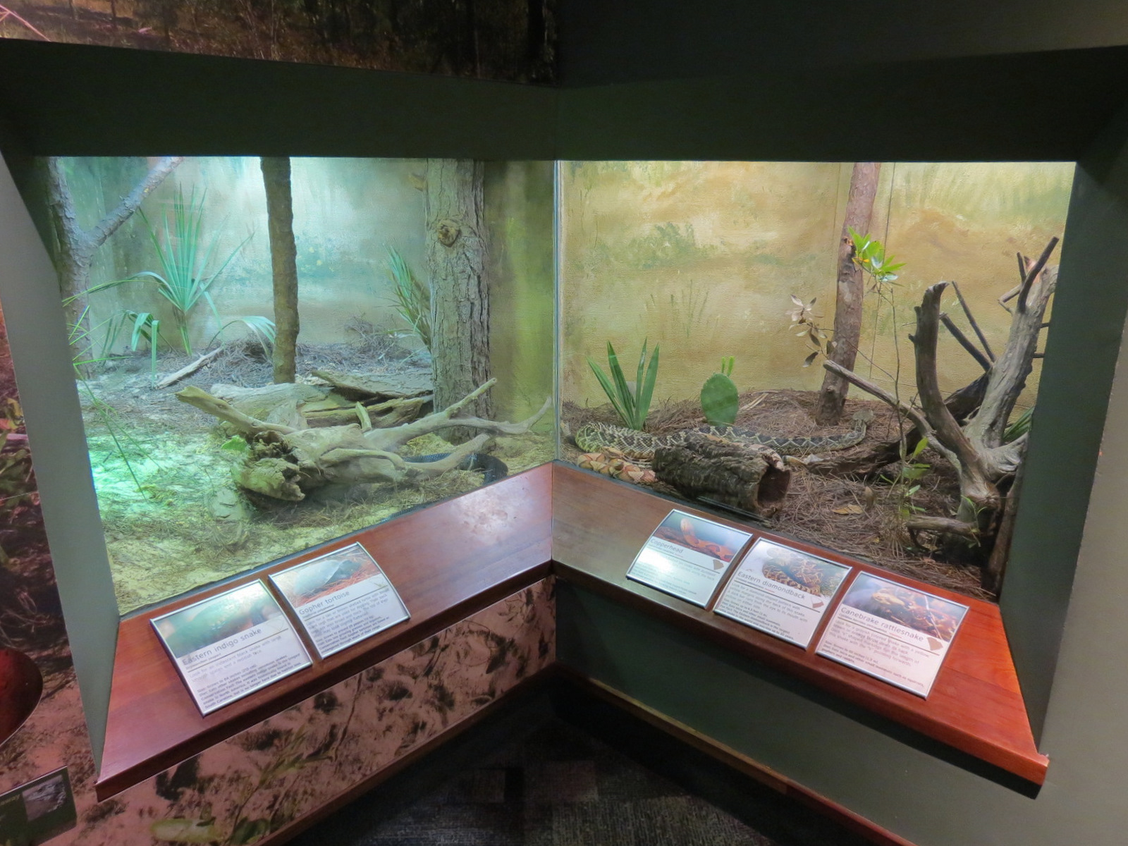 Coastal Plain - Snake Exhibit 1