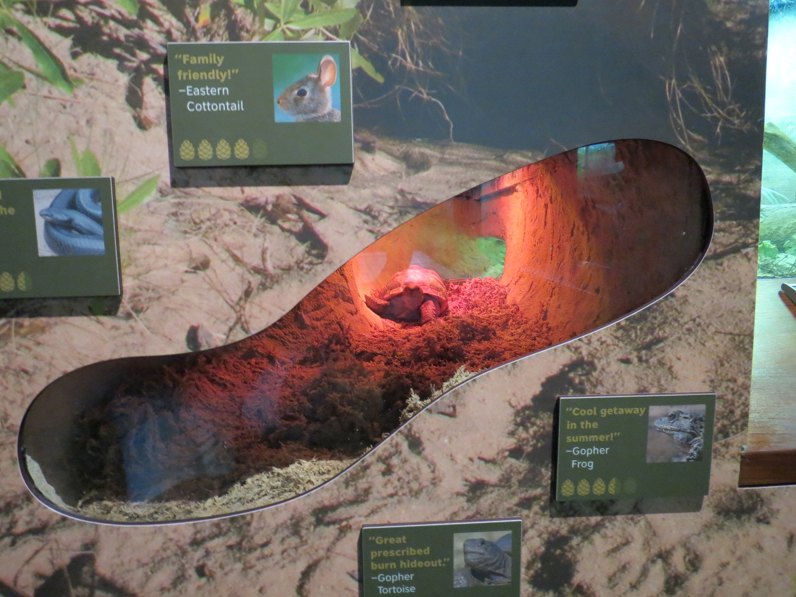 Coastal Plain - Snake Exhibit 2 - Gopher Tortoise Burrow