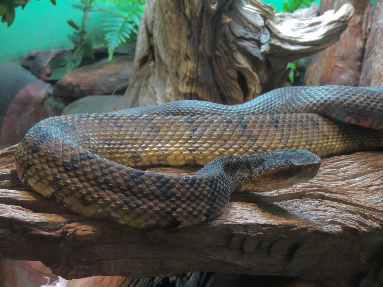 Coastal Plain - Swamp Snakes Exhibit - Eastern Cottonmouth