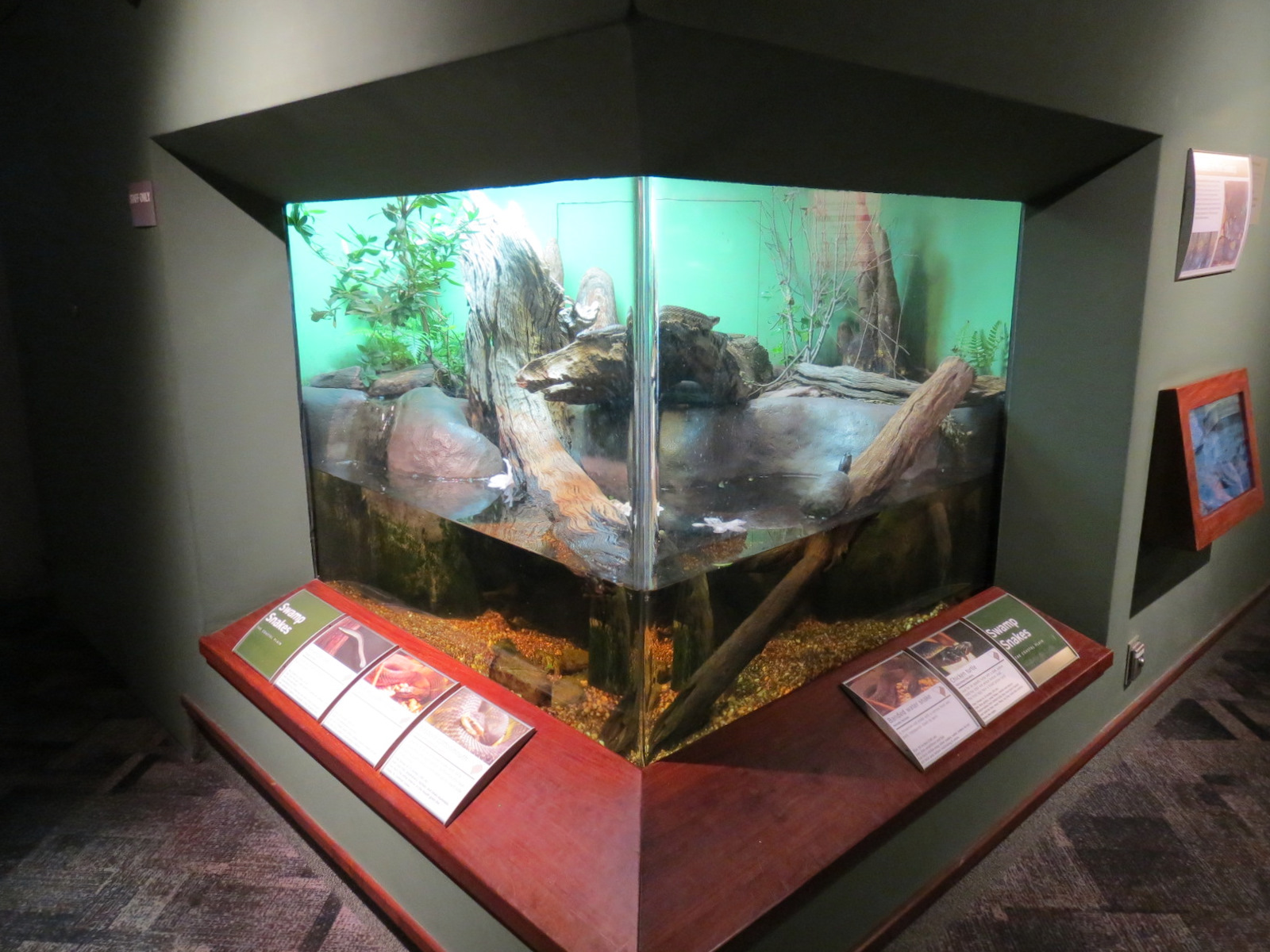 Coastal Plain - Swamp Snakes Exhibit