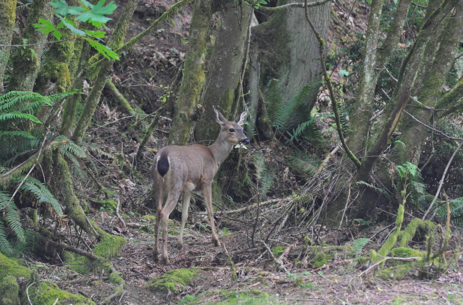 Coastal Rainforest and Columbian Blacktailed Deer - Washington