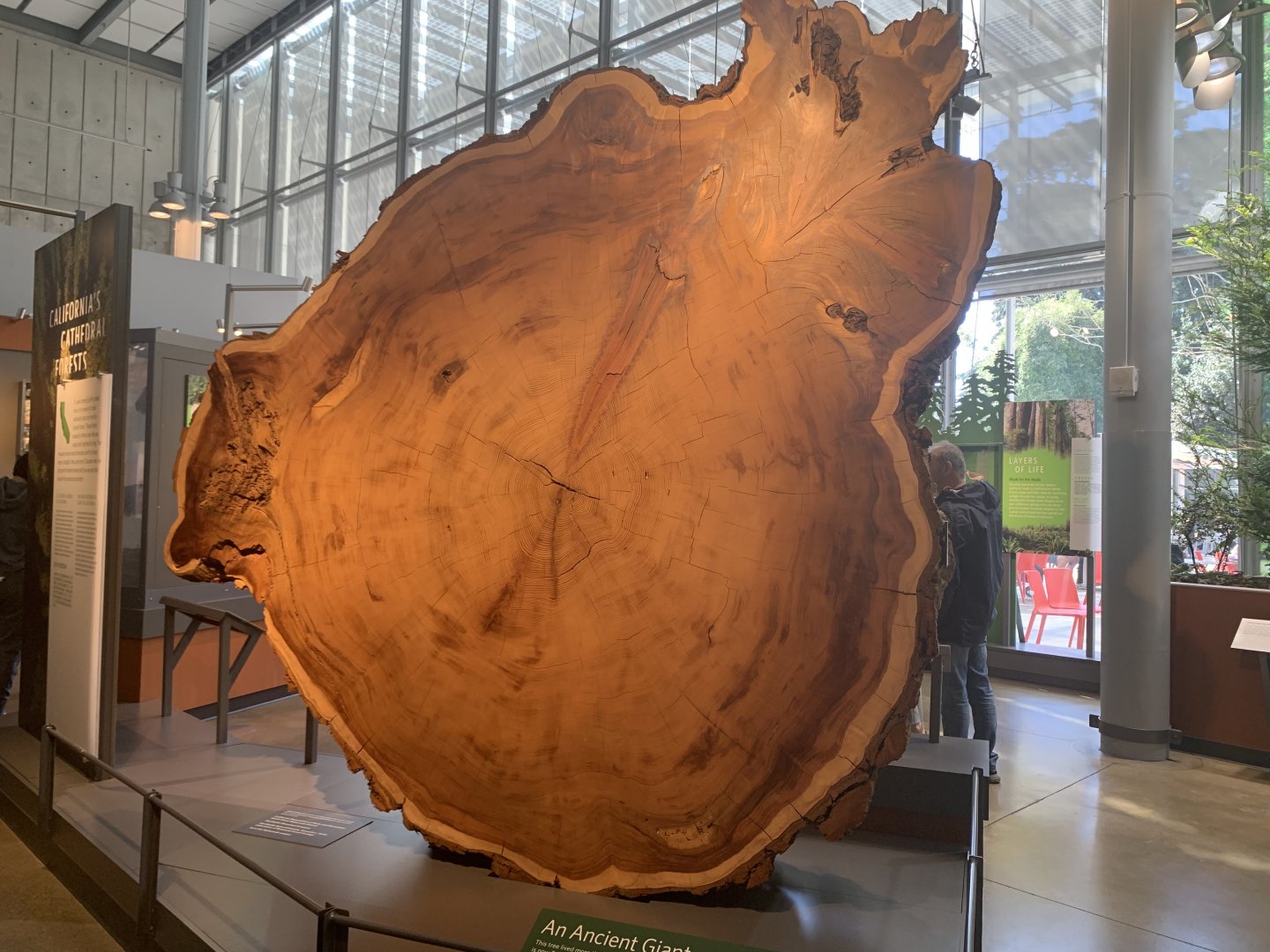 Coastal redwood cross section - Giants of Land and Sea