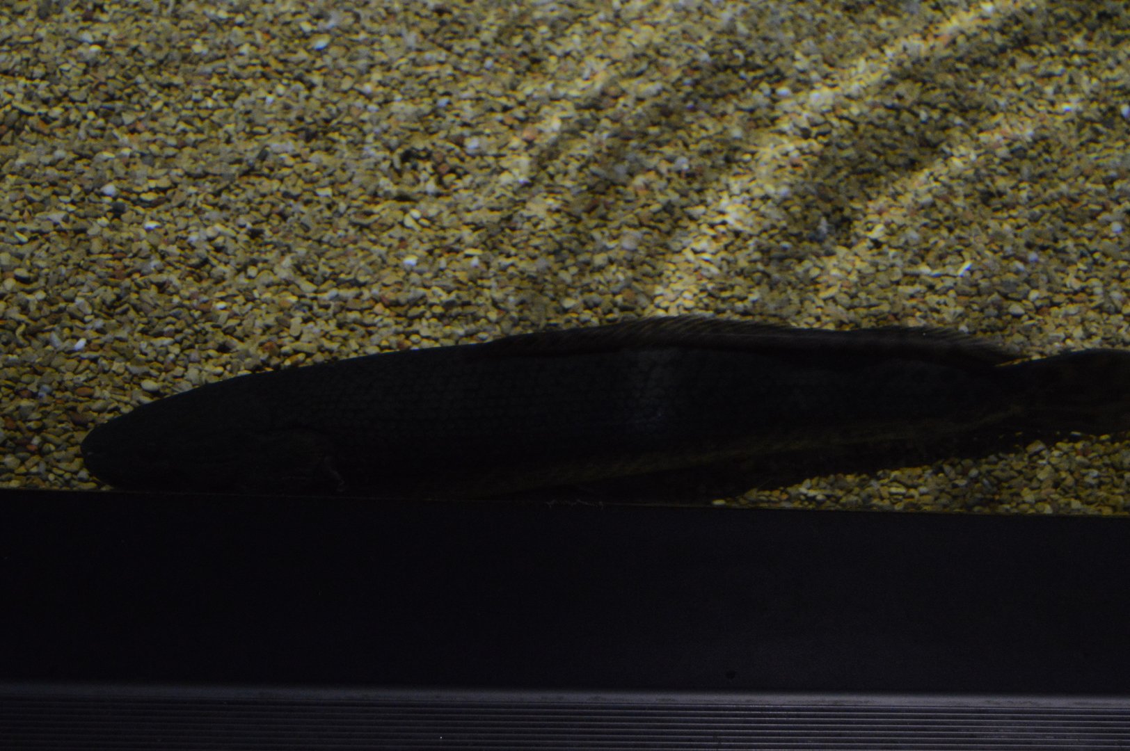 Coastal River - Bowfin (Amia calva)