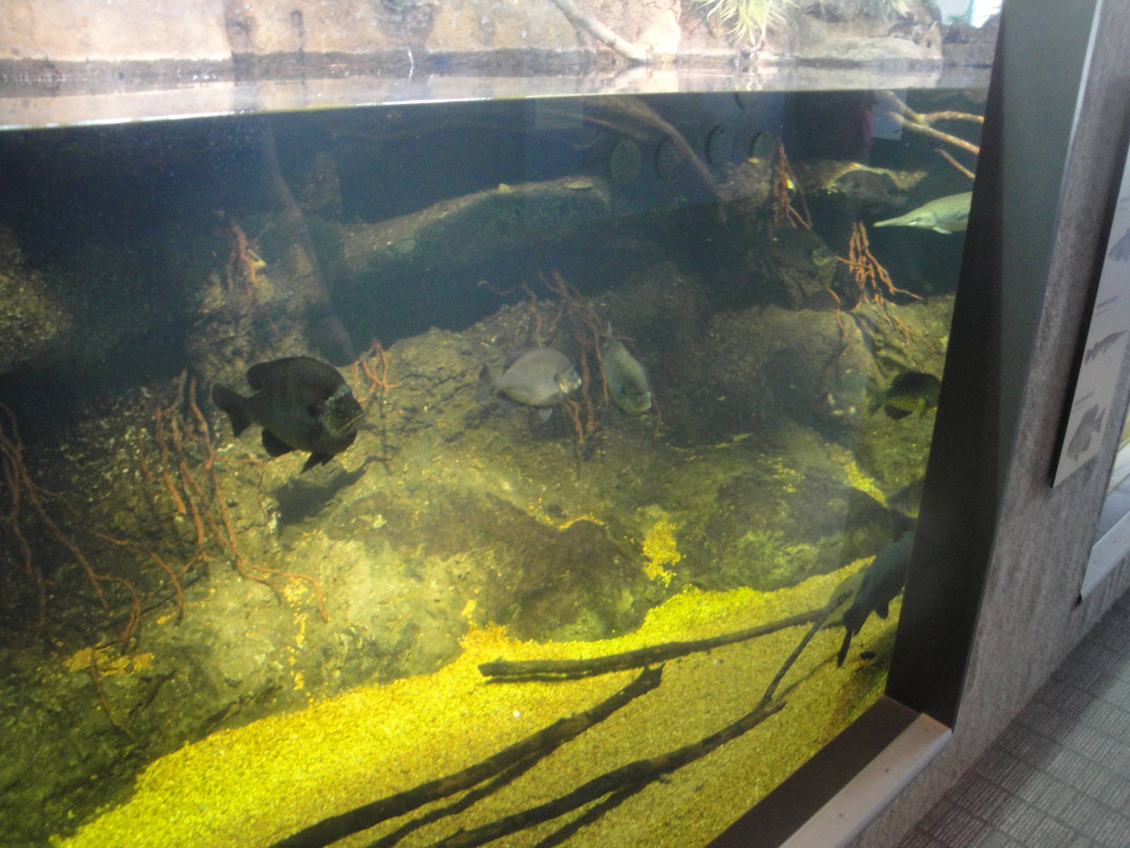 Coastal River Exhibit