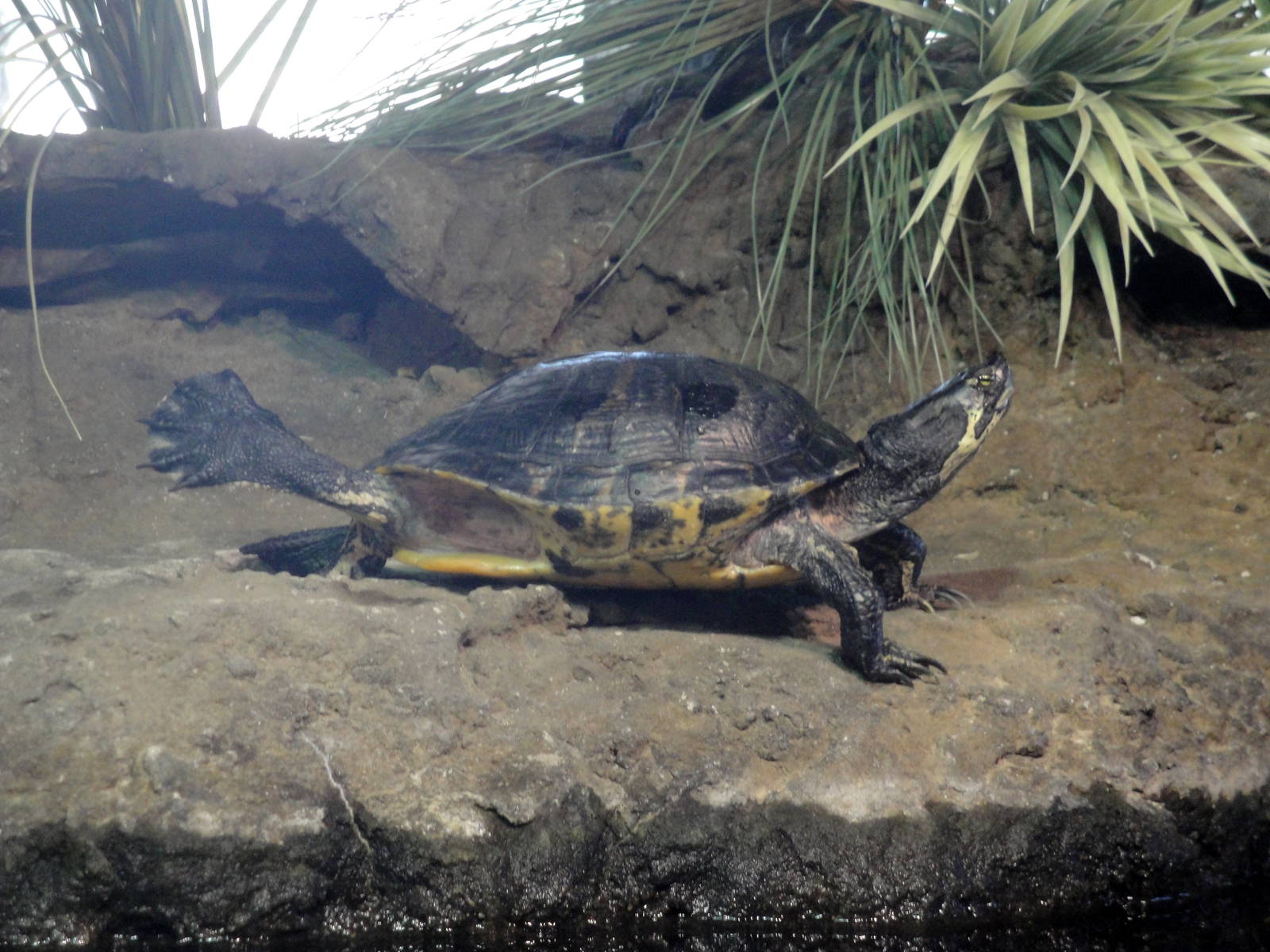 Coastal River Exhibit