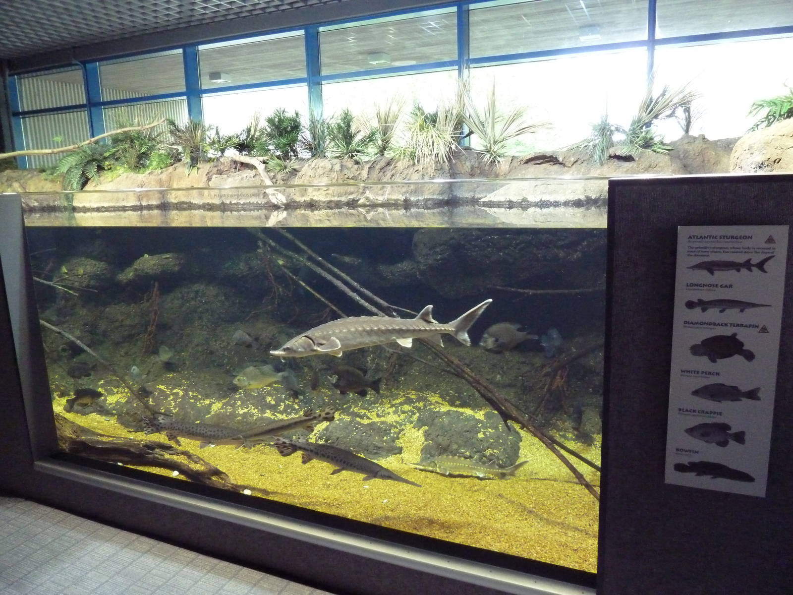 Coastal River - Sturgeon Pool