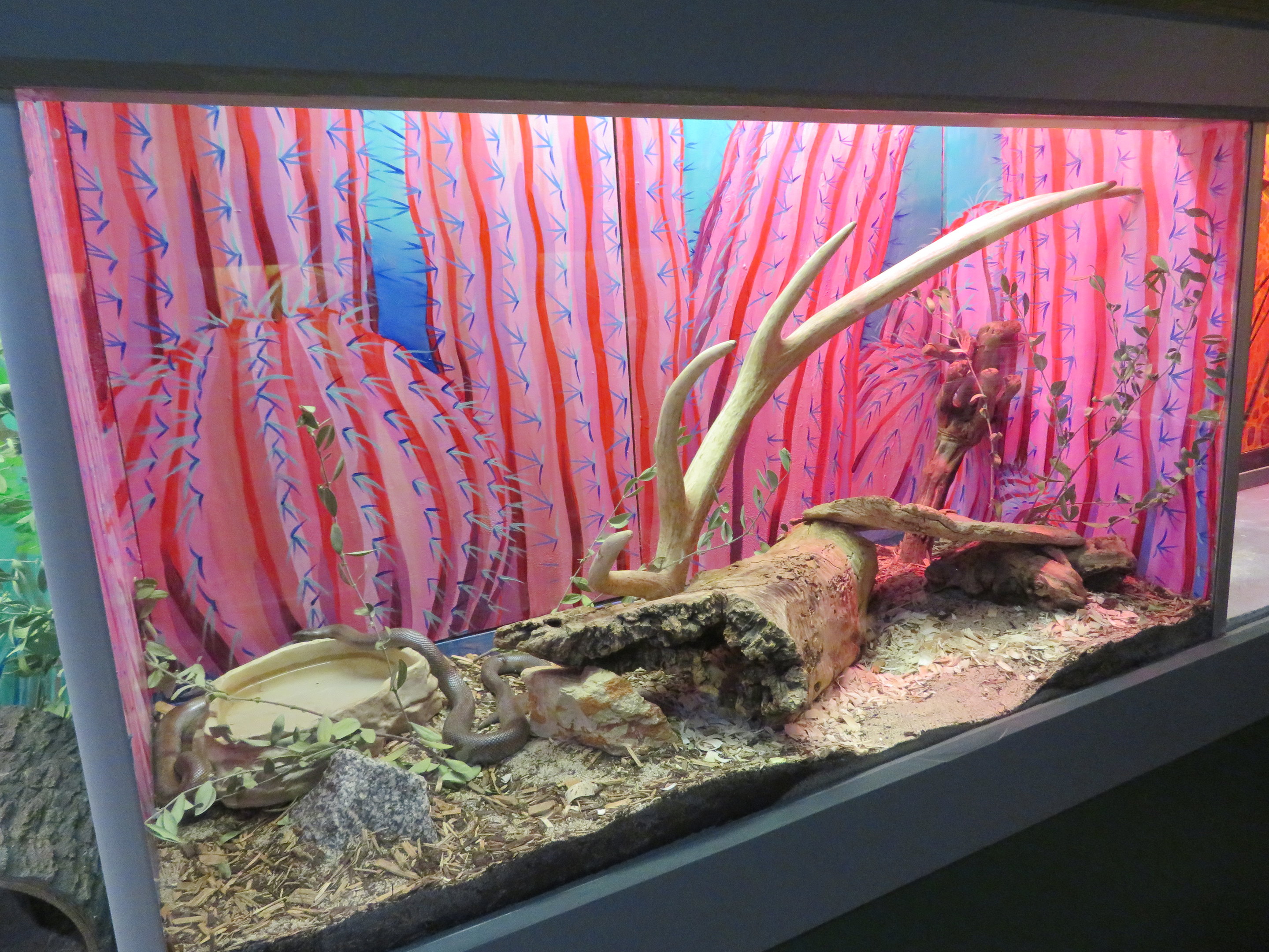 Coastal Rosy Boa Enclosure