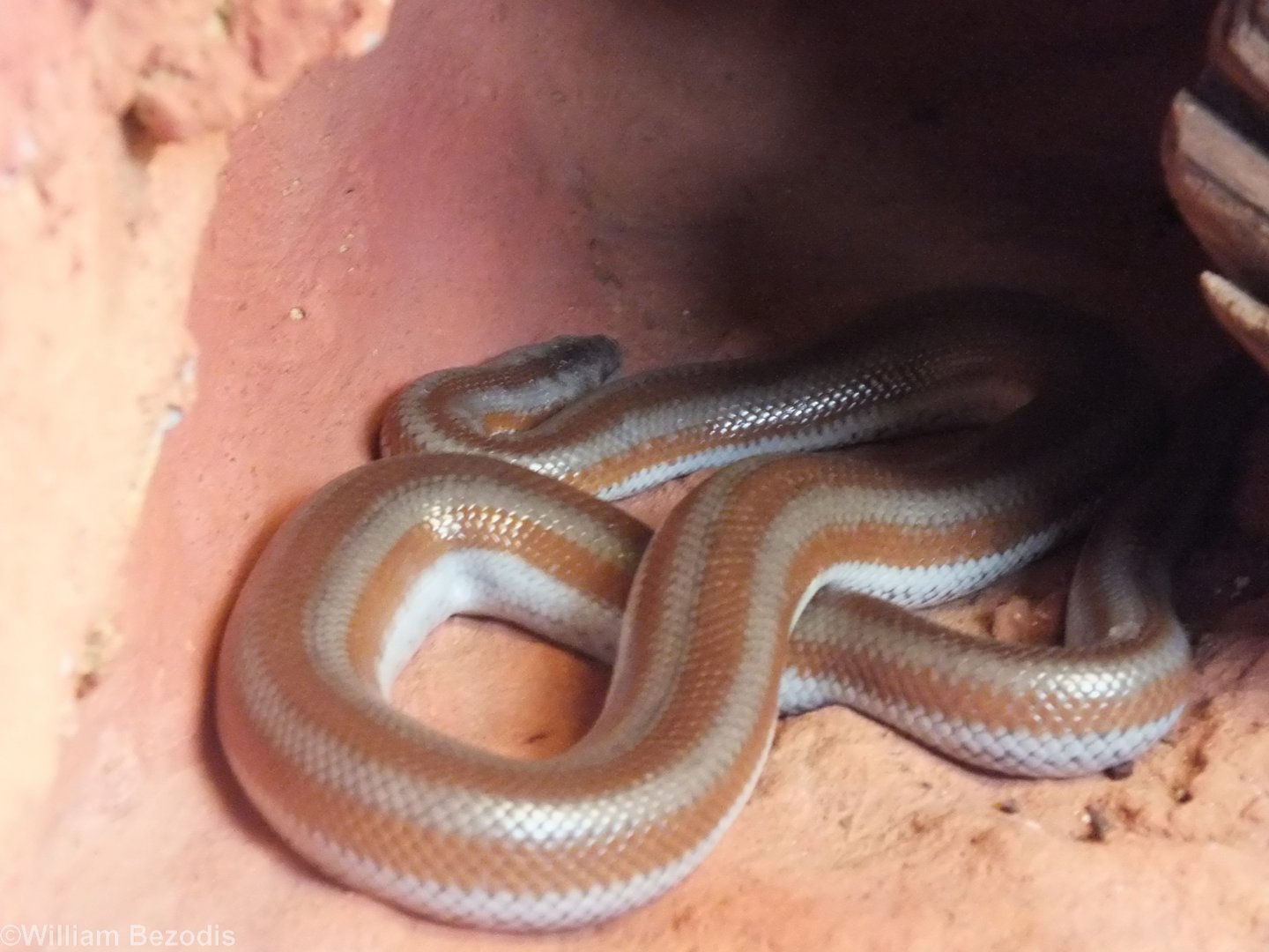 Coastal Rosy Boa (L. t. roseofusca) - Wroclaw Zoo Terrarium