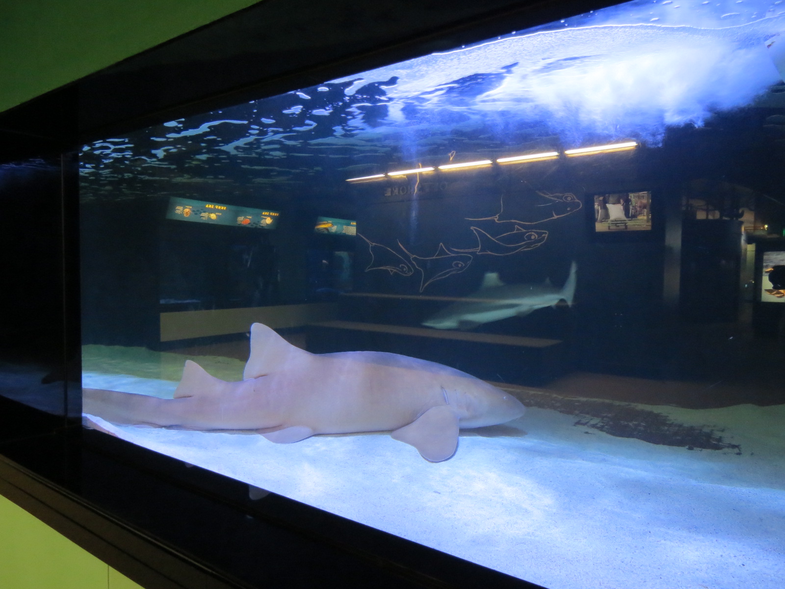 Coastal Sharks Exhibit - Nurse Shark