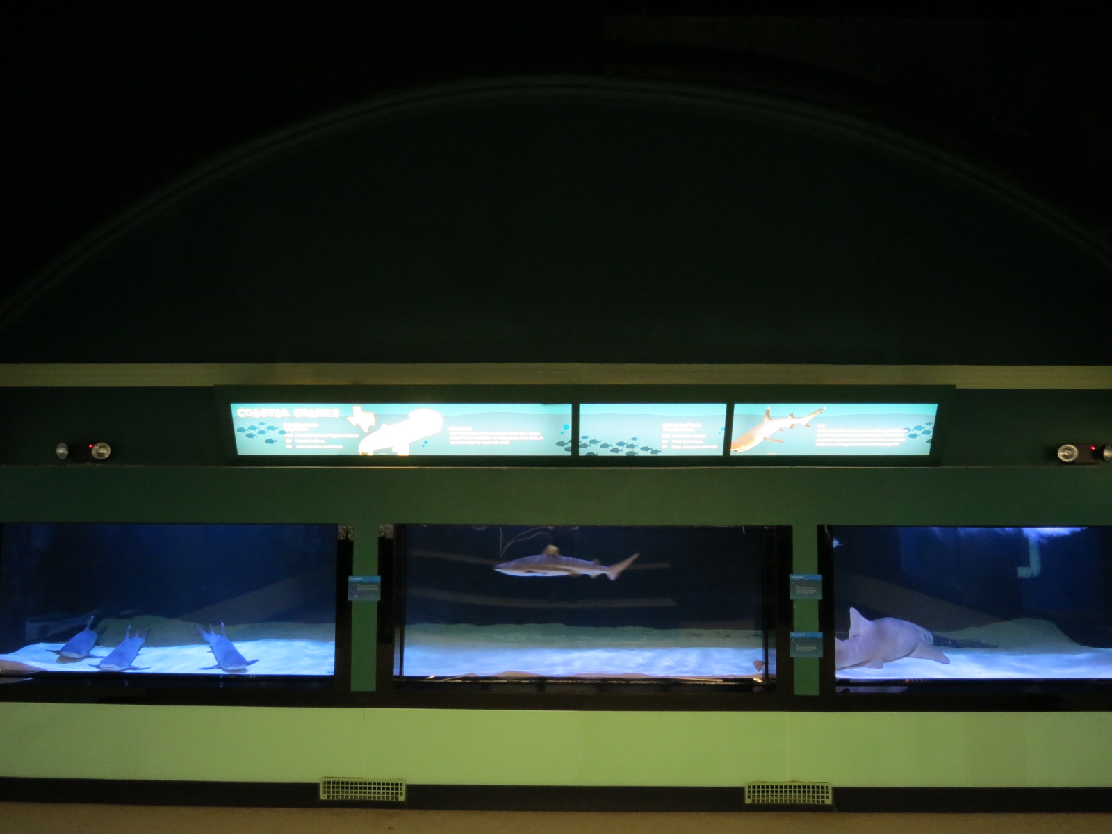 Coastal Sharks Exhibit
